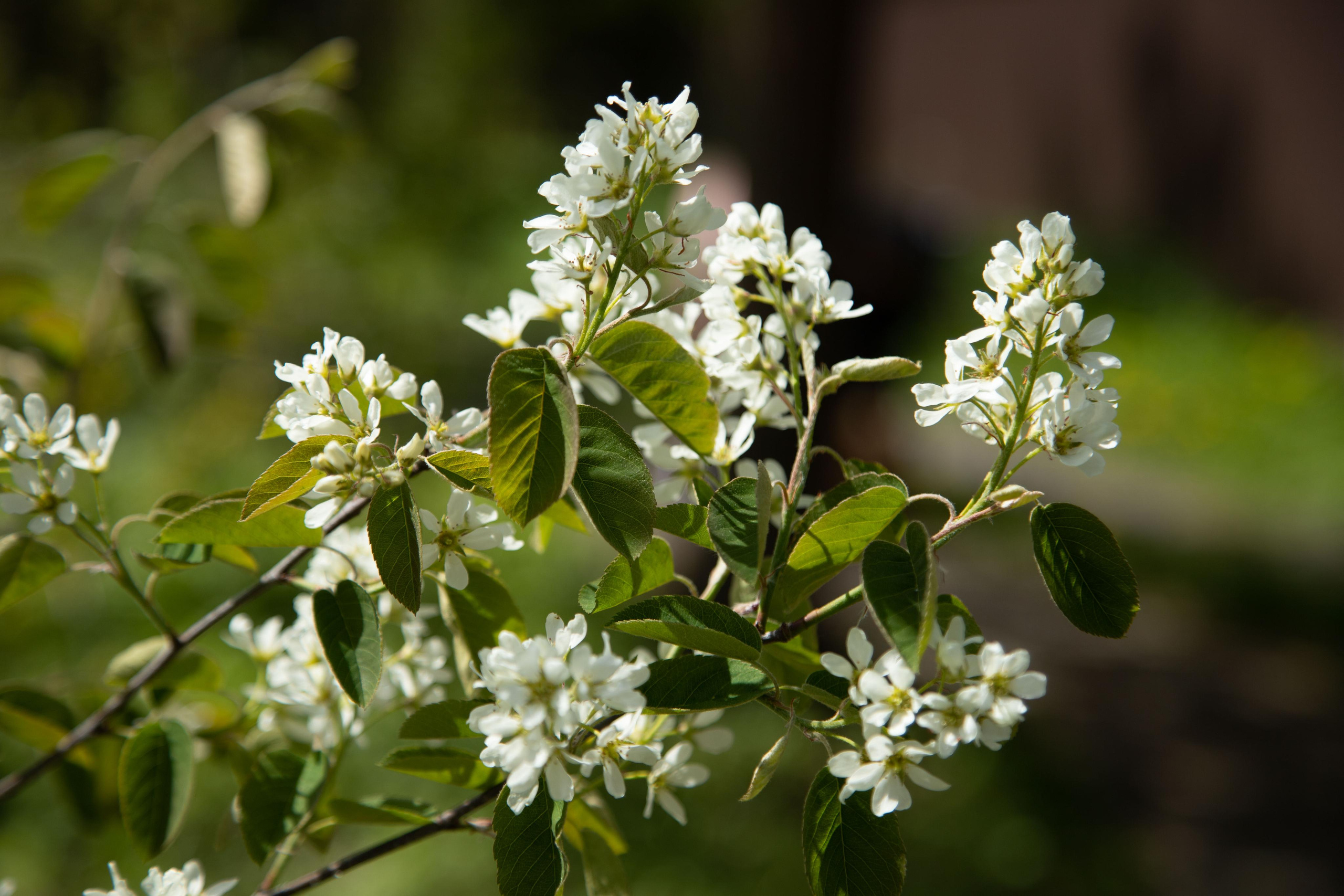 Blooming beauty. Home
