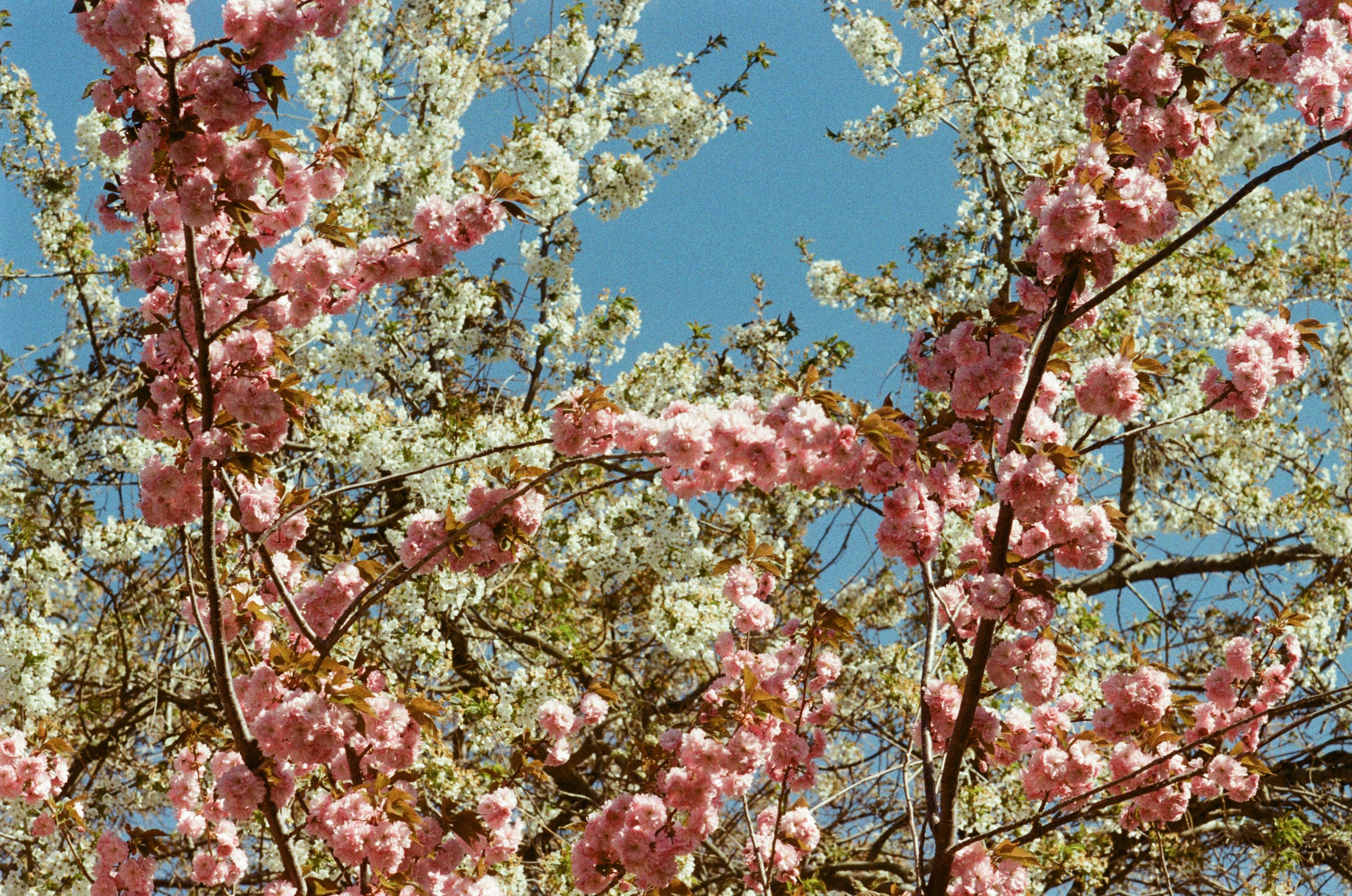 Sakura blues // ukraine, crimea V. EVER EXPOSED
