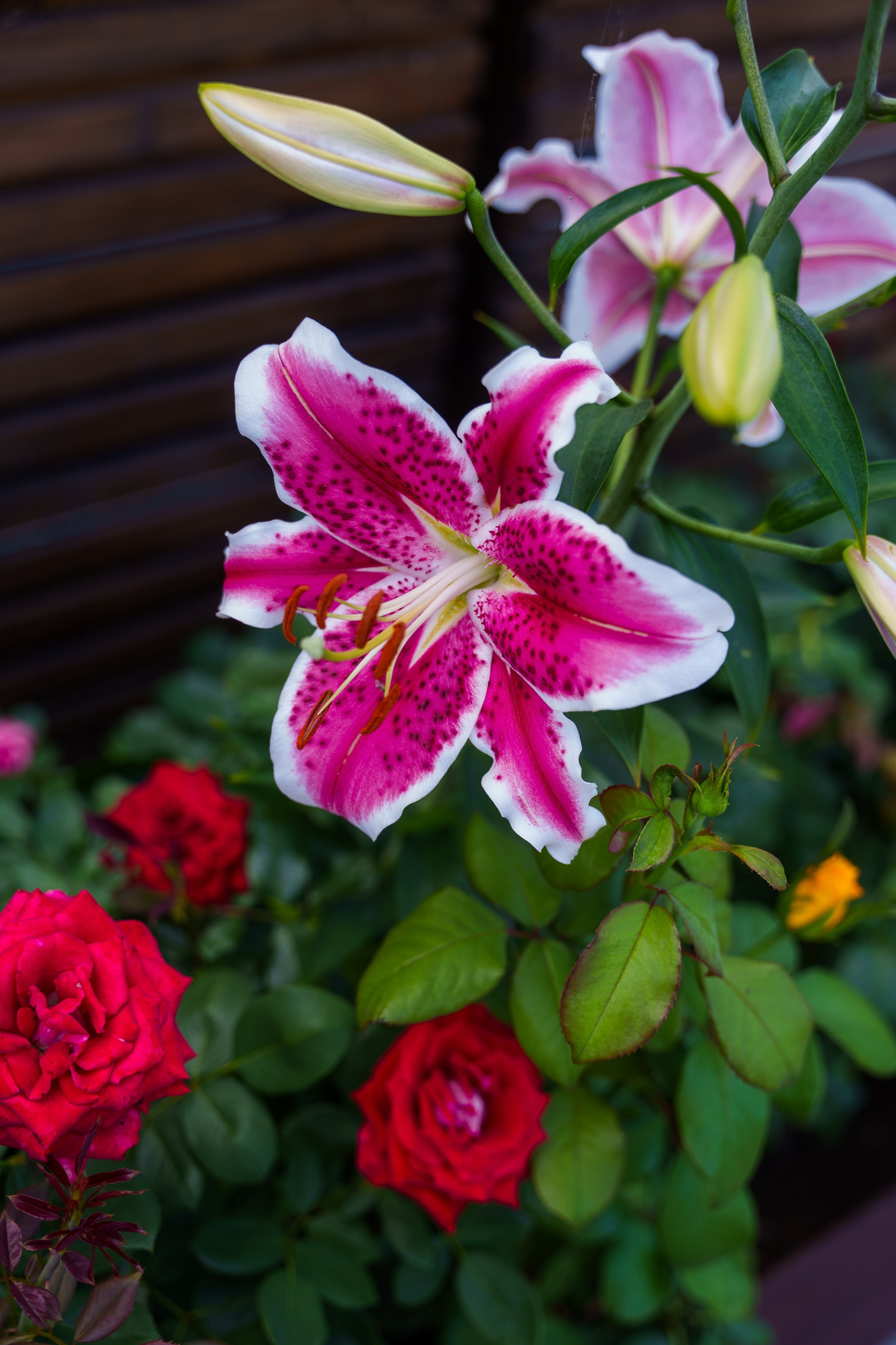 Анастасия и Антон. Фотограф Хабаровск