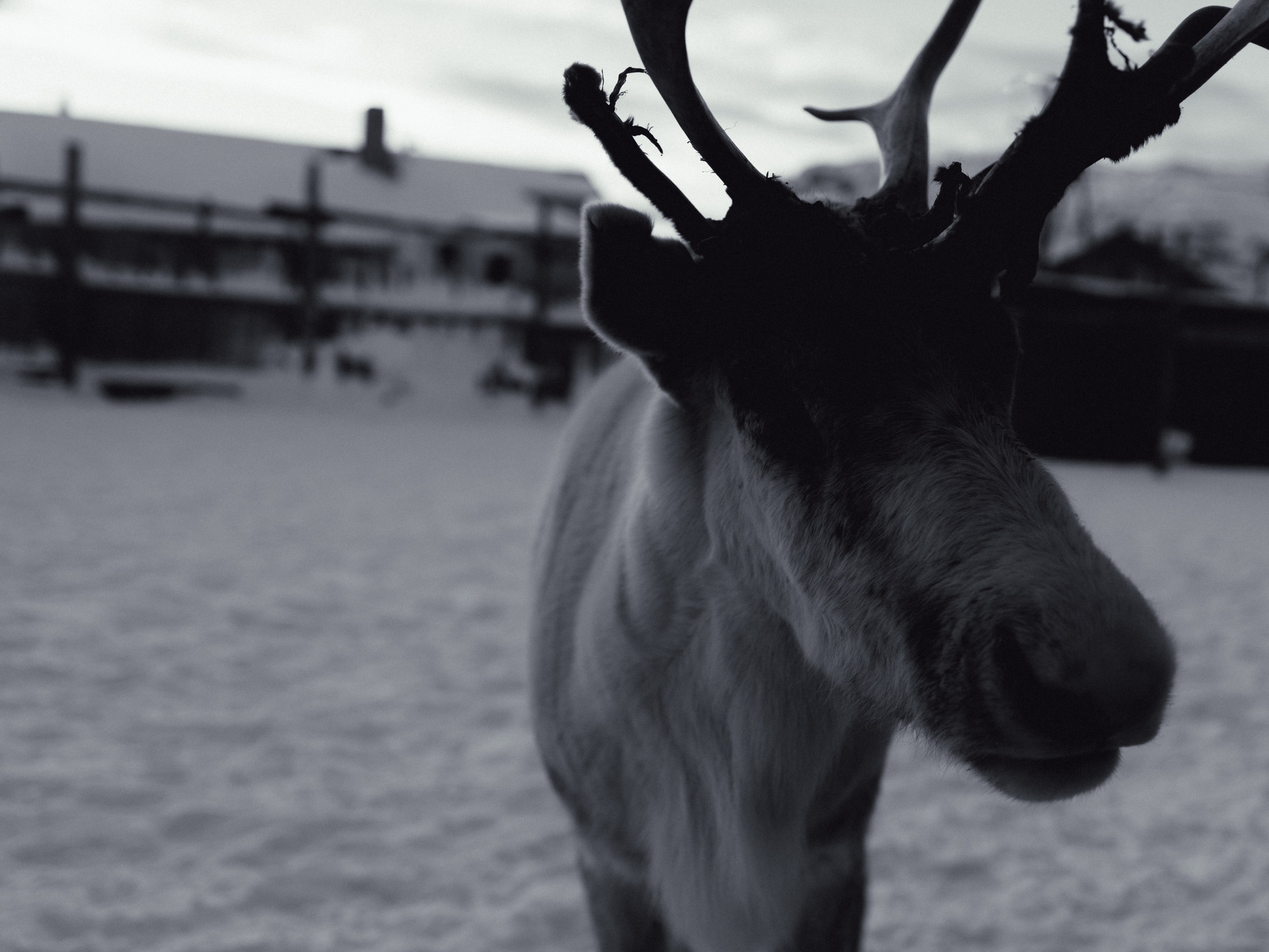 Териберка. Анна Мильч