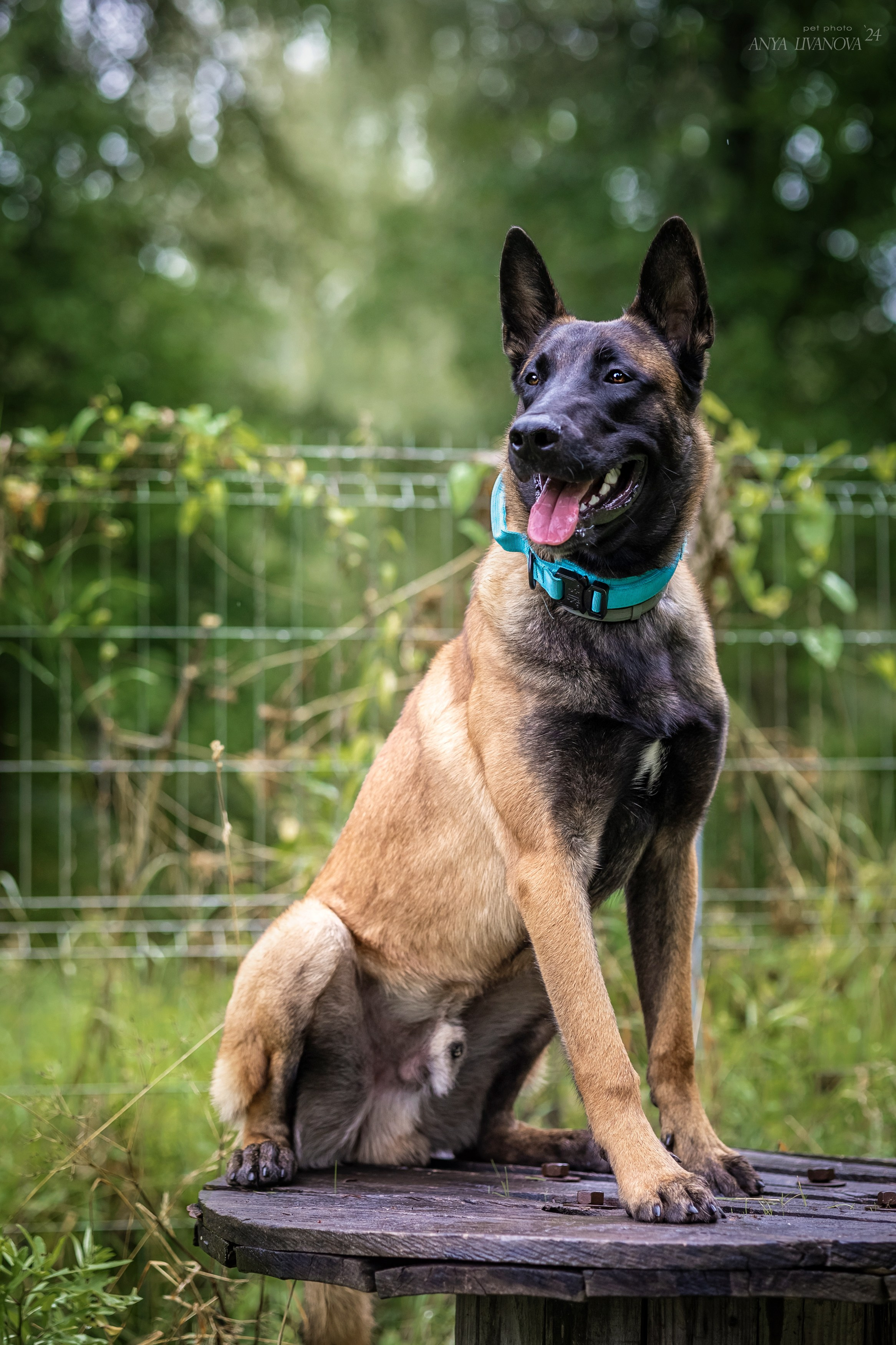 Ралли «Акела». Фотограф анималист Аня Ливанова | Рыбинск
