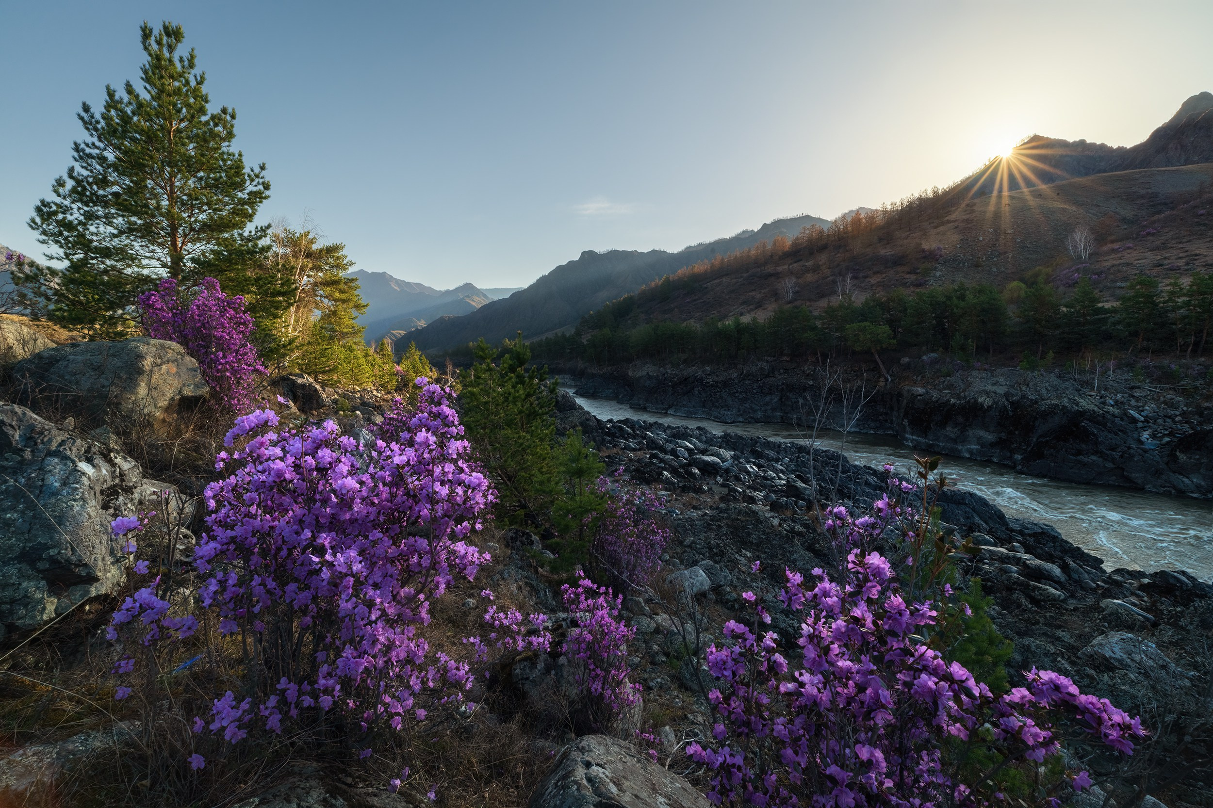 Цветущий апрель. Цветение маральника на берегах Катуни. Чемальский район, апрель 2024