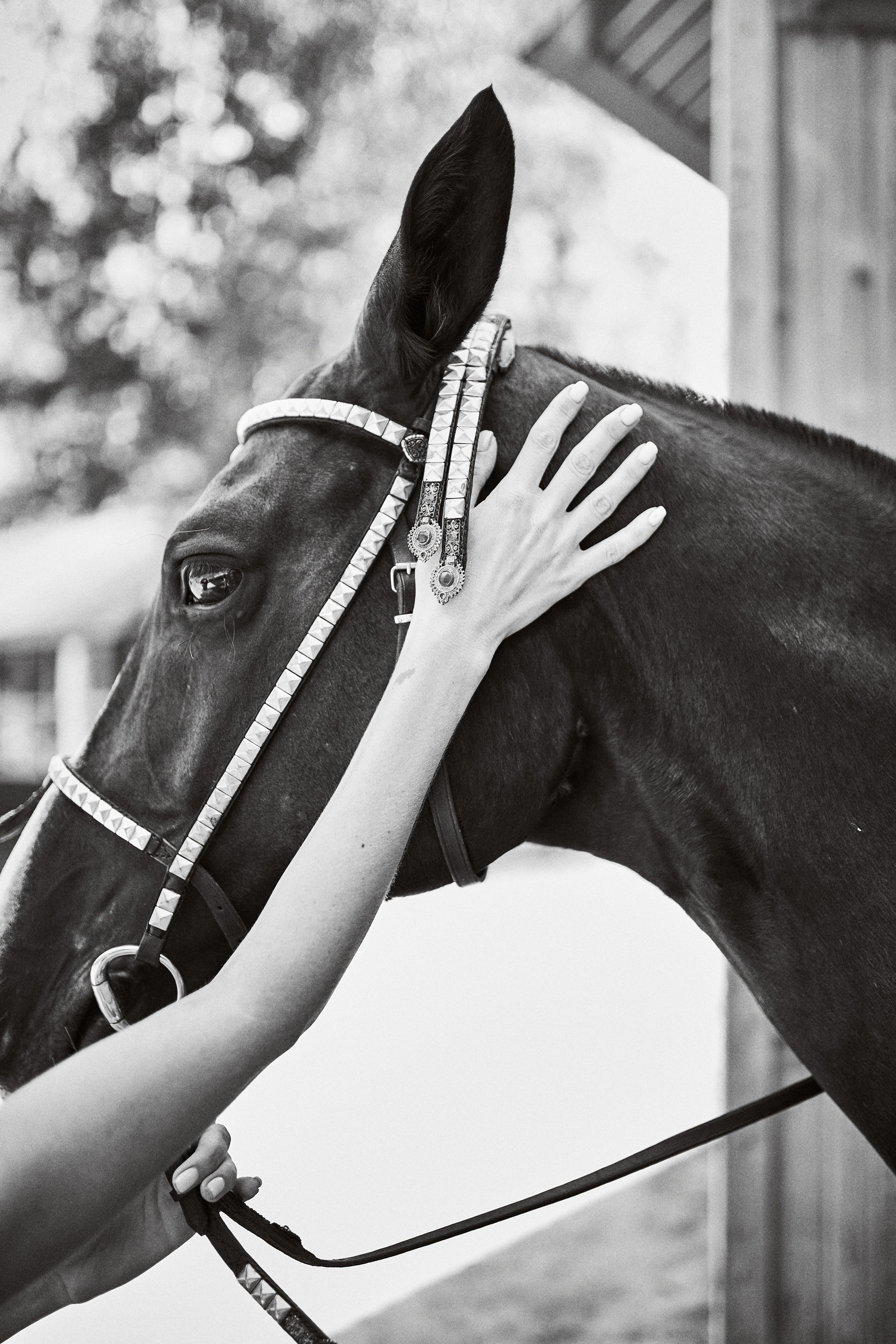 Дарья и ахалтекинцы. Конный клуб Каприоль. Фотосессии с лошадьми в Москве, Новосибирске