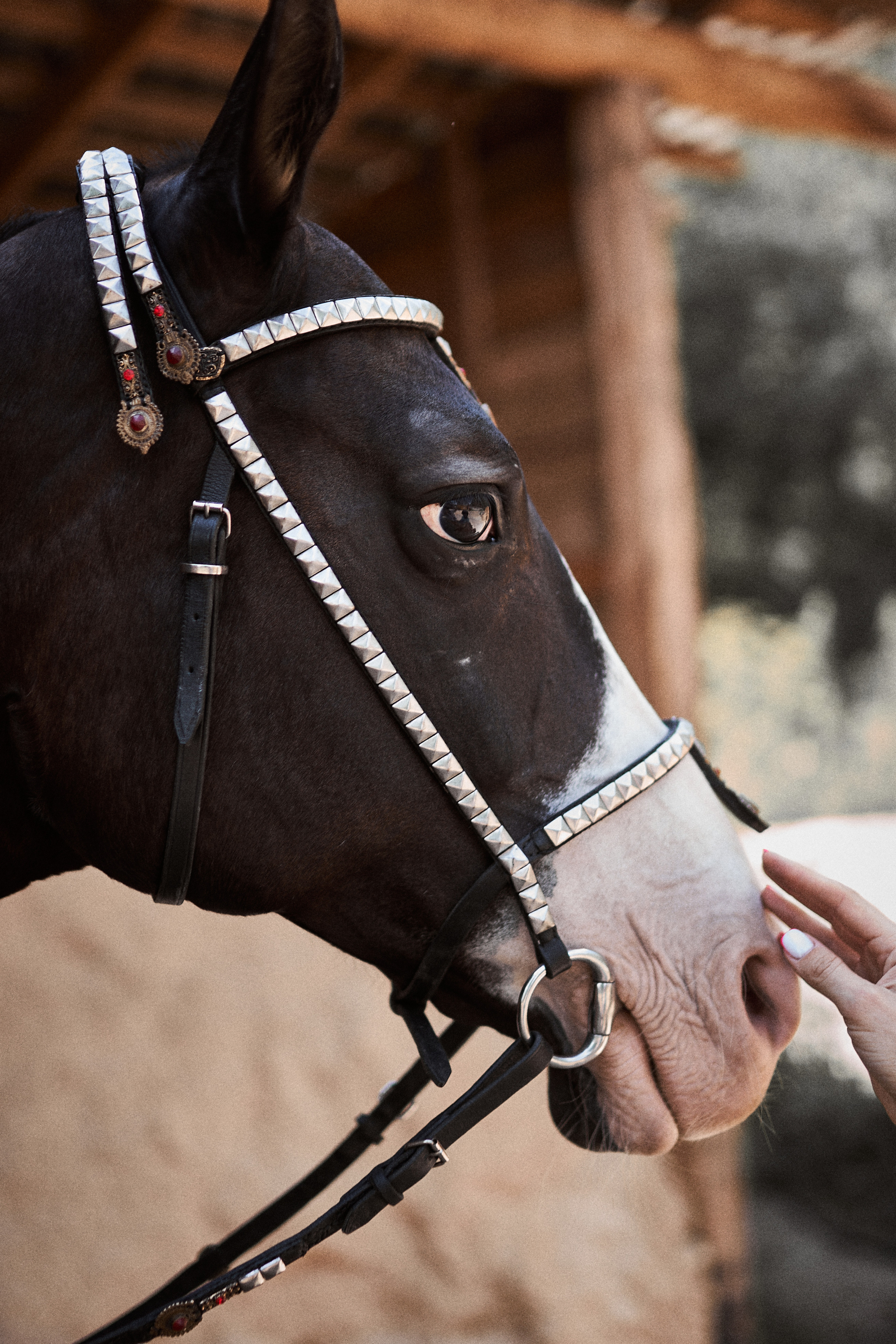 Дарья и ахалтекинцы. Конный клуб Каприоль. Фотосессии с лошадьми в Москве, Новосибирске