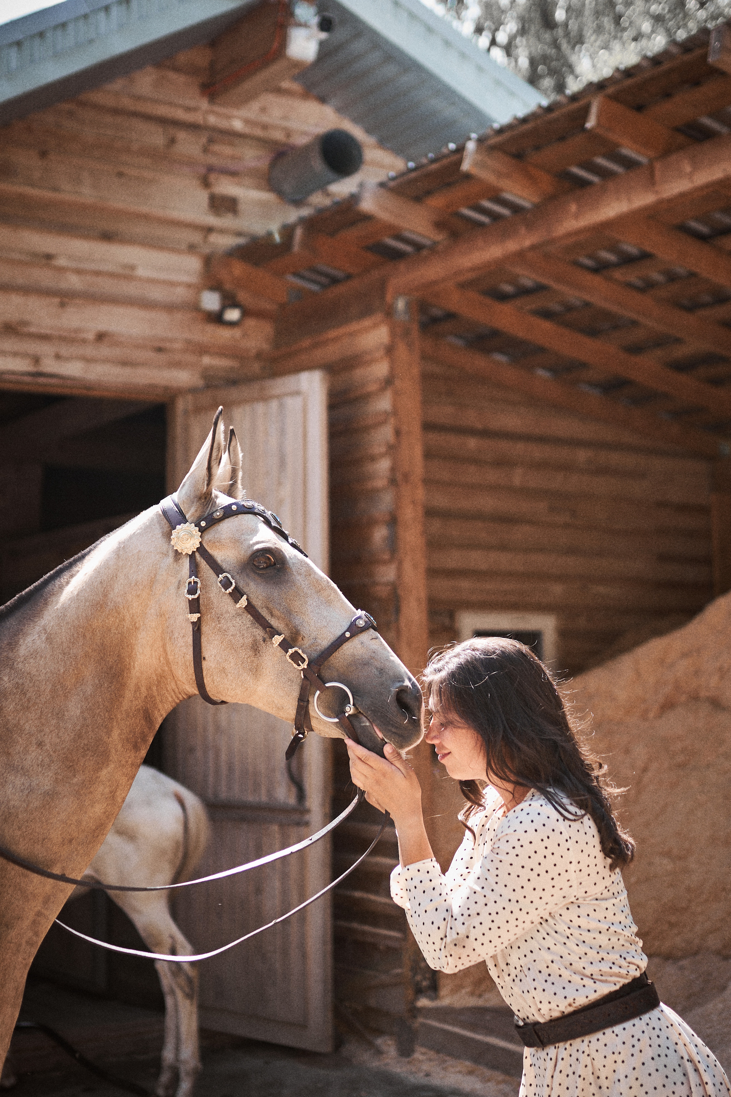 Дарья и ахалтекинцы. Конный клуб Каприоль. Фотосессии с лошадьми в Москве, Новосибирске
