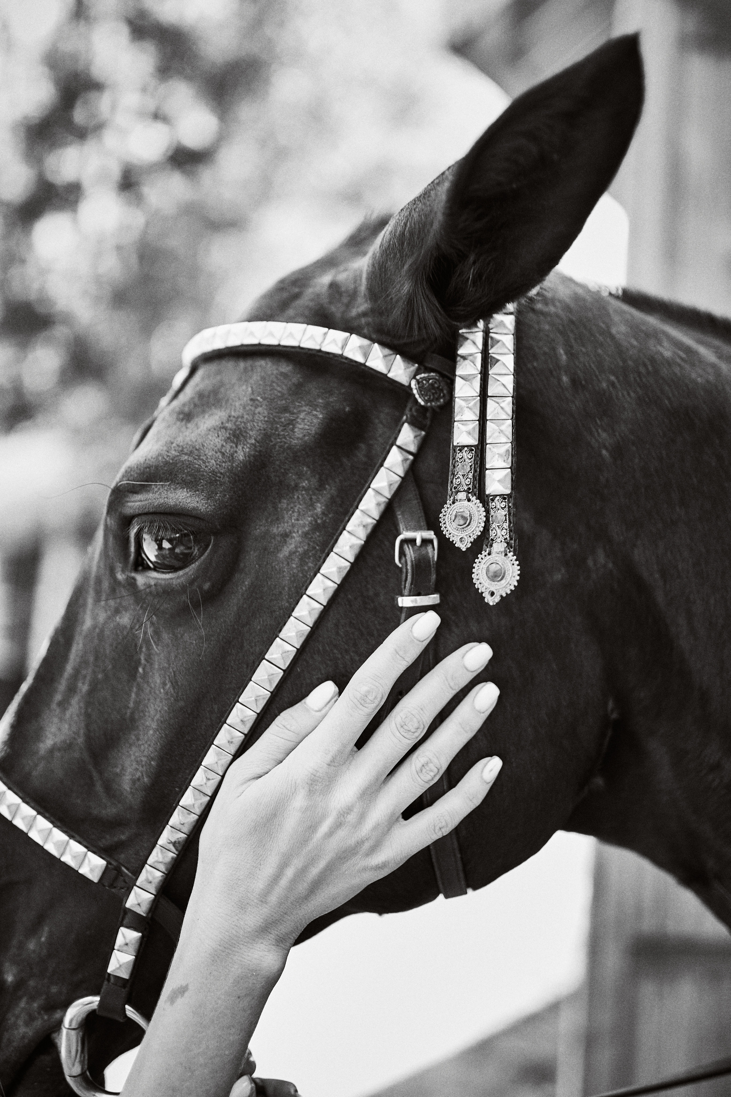 Дарья и ахалтекинцы. Конный клуб Каприоль. Фотосессии с лошадьми в Москве, Новосибирске