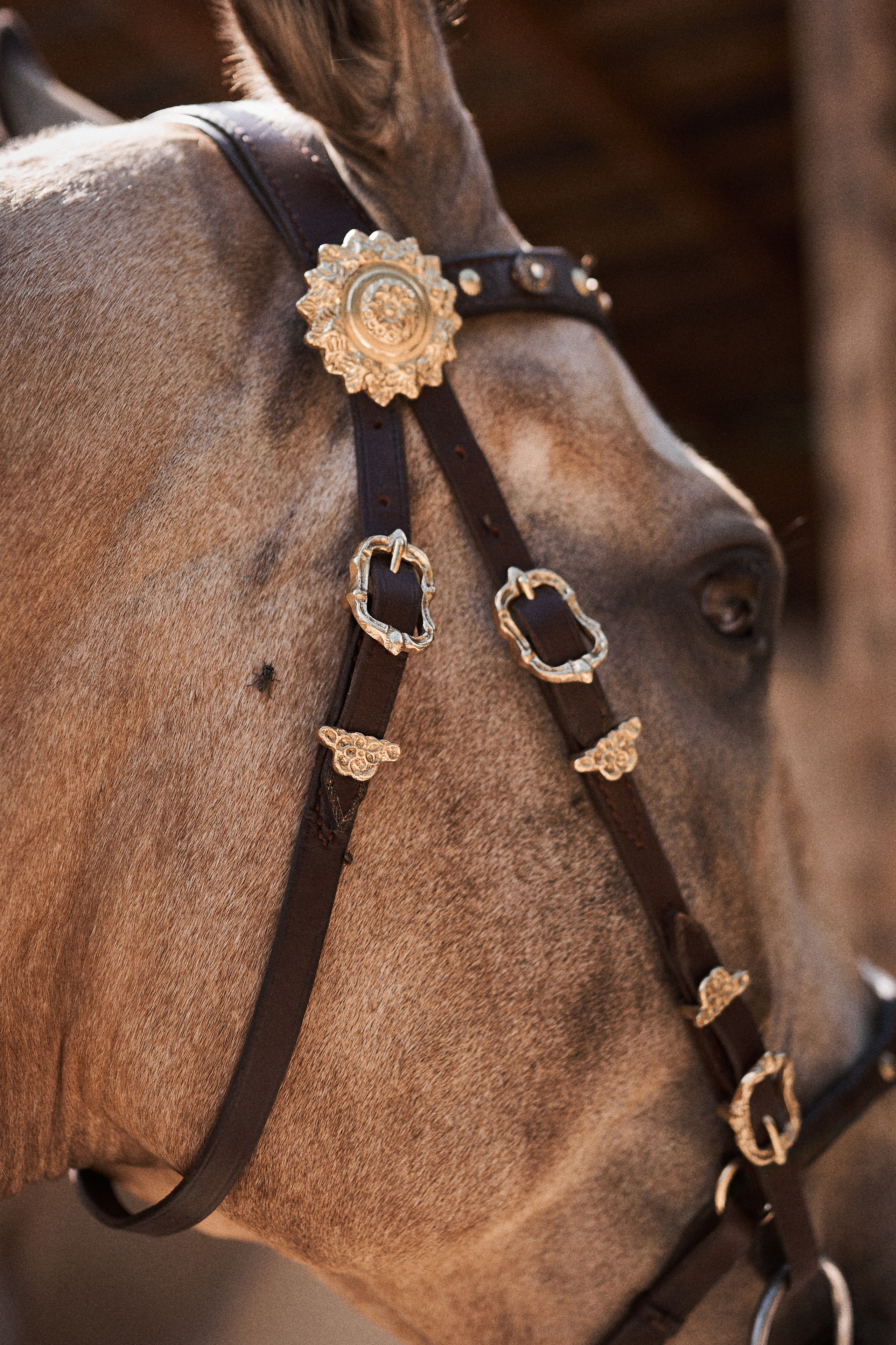 Дарья и ахалтекинцы. Конный клуб Каприоль. Фотосессии с лошадьми в Москве, Новосибирске