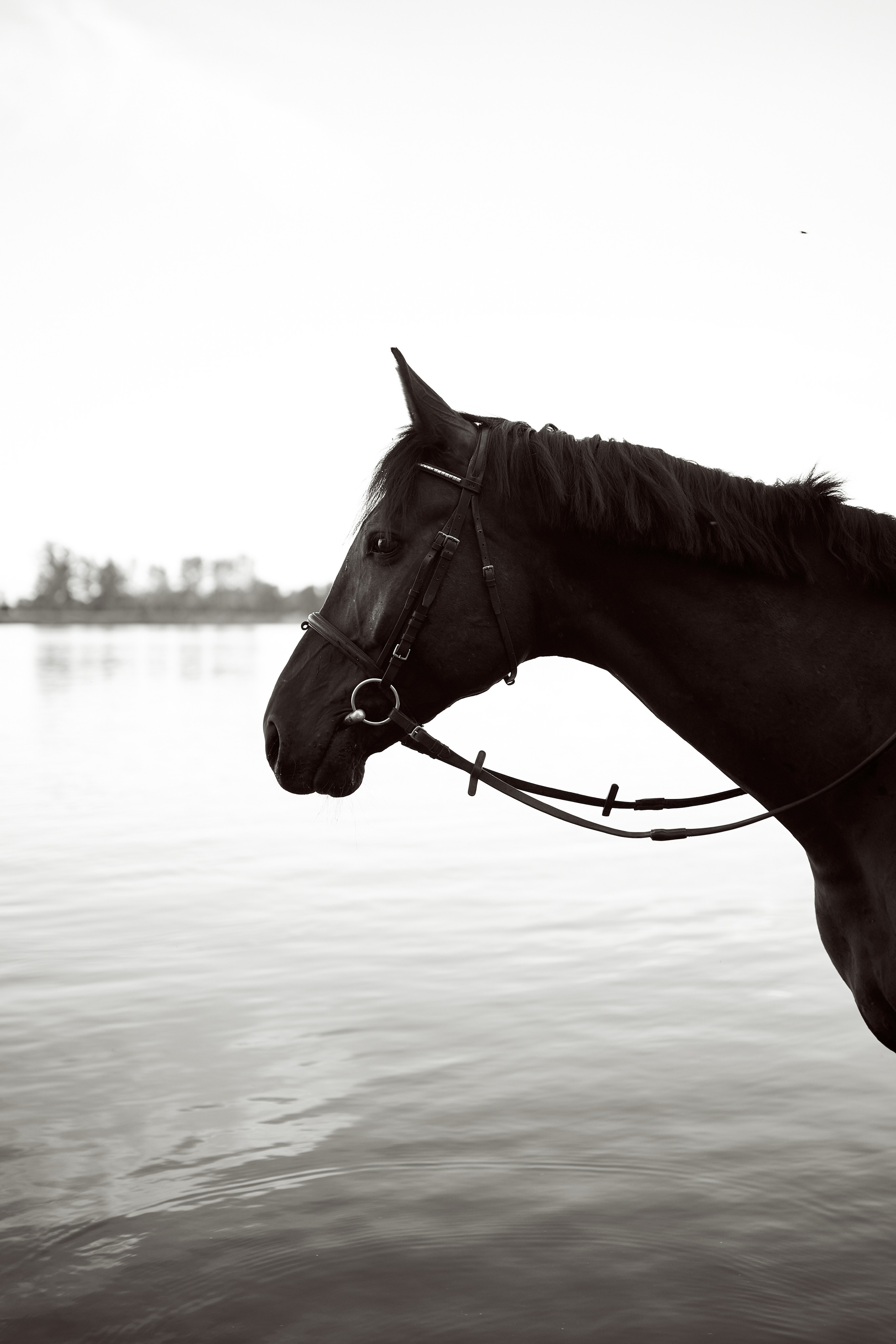 Олеся и Восторг. Фотосессии с лошадьми в Москве, Новосибирске