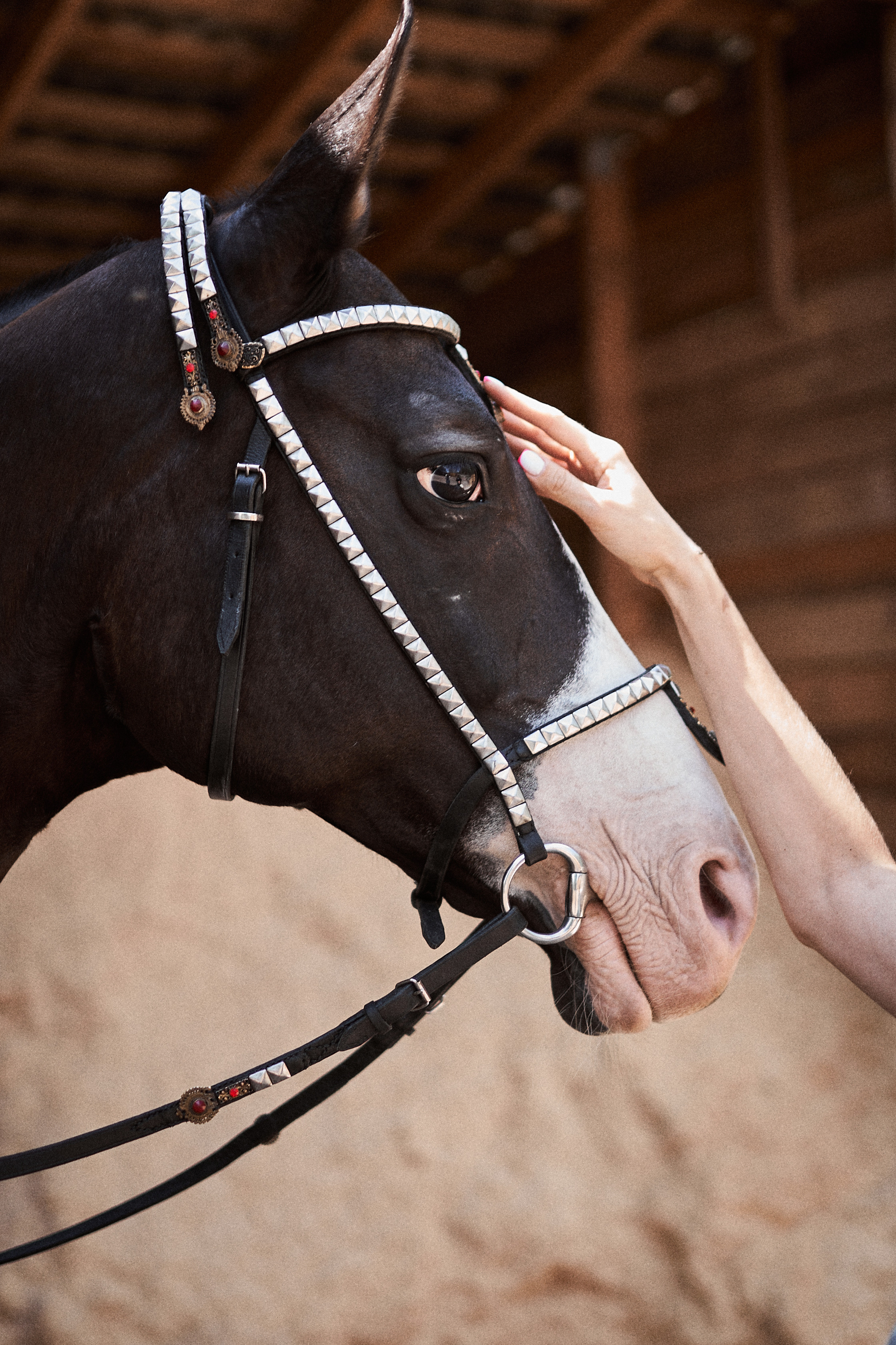 Дарья и ахалтекинцы. Конный клуб Каприоль. Фотосессии с лошадьми в Москве, Новосибирске