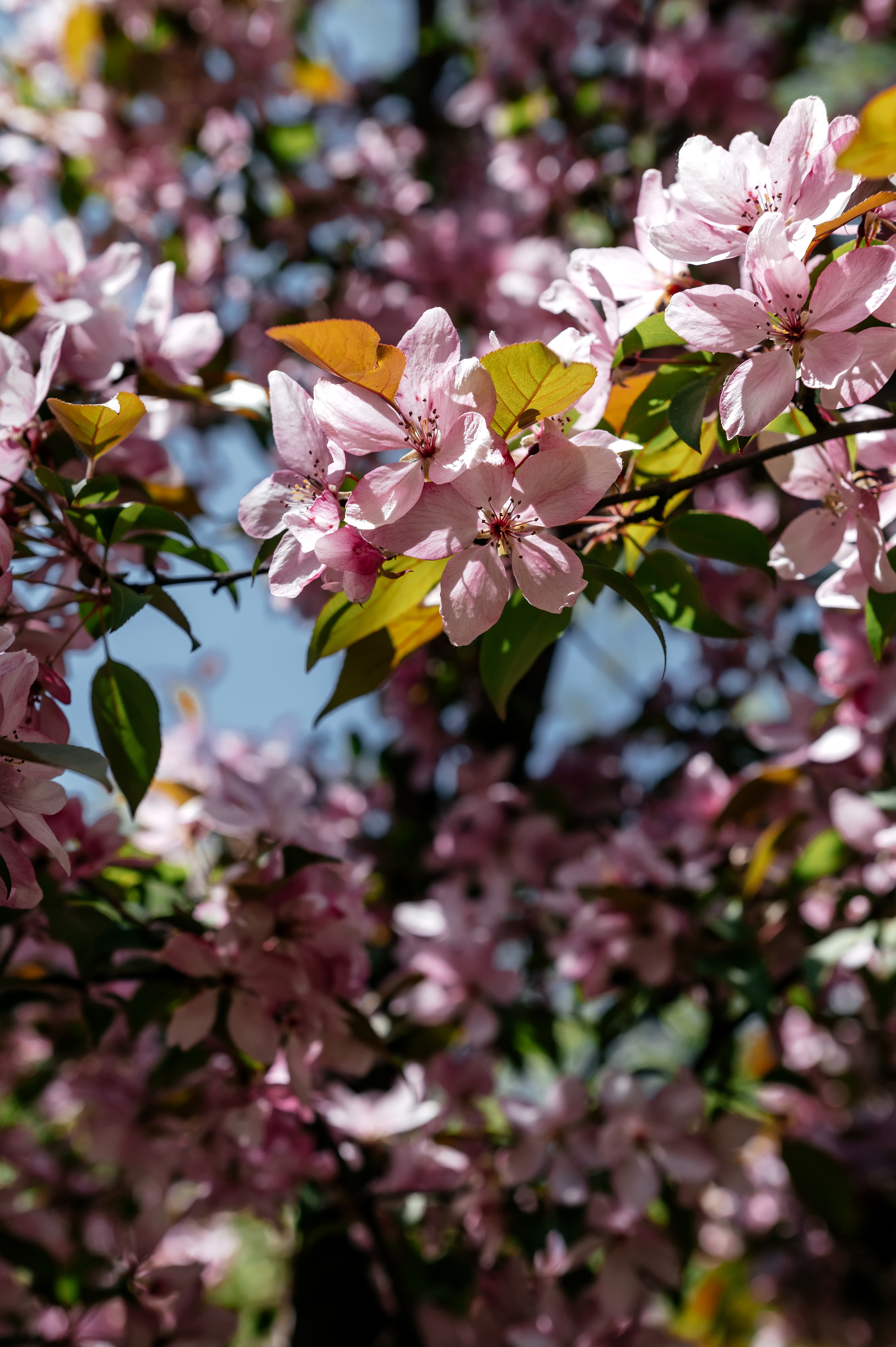 Анастасия, парк Щёлково. Свадебный и семейный фотограф Виктория Носачёва. Щелково, Москва и МО