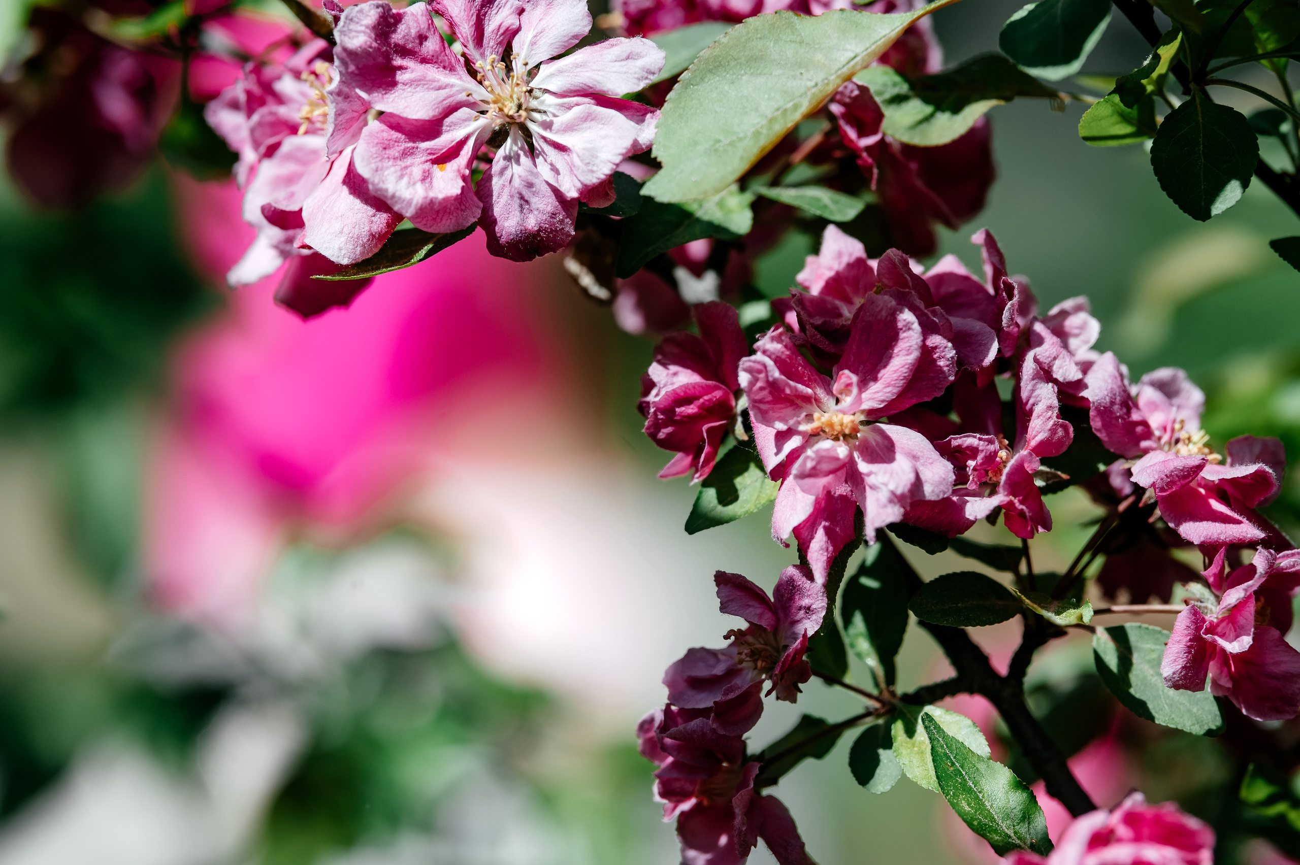 Анастасия, парк Щёлково. Свадебный и семейный фотограф Виктория Носачёва. Щелково, Москва и МО