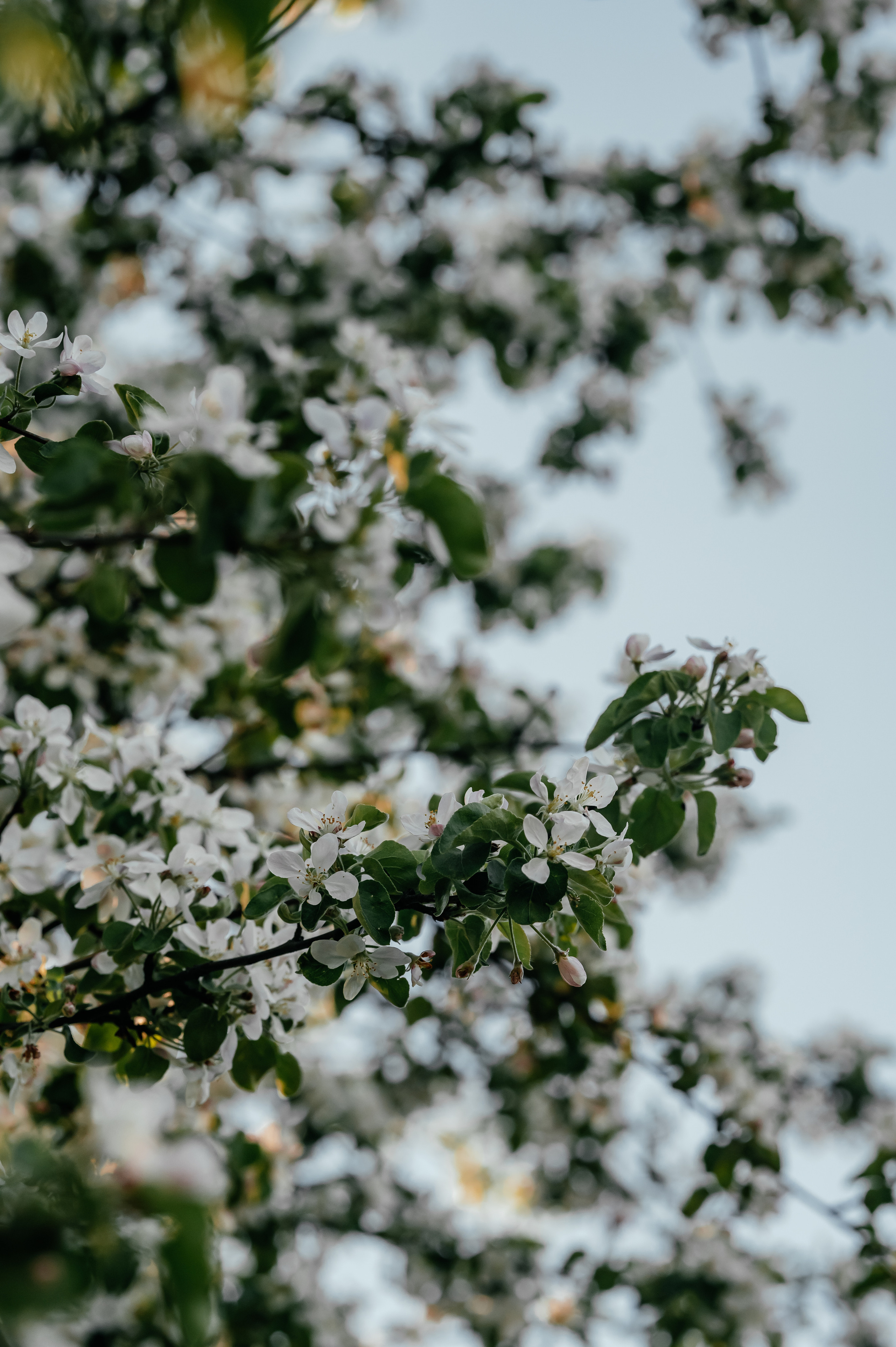 Виолетта, цветение, Усадьба Гребнево. Свадебный и семейный фотограф Виктория Носачёва. Щелково, Москва и МО