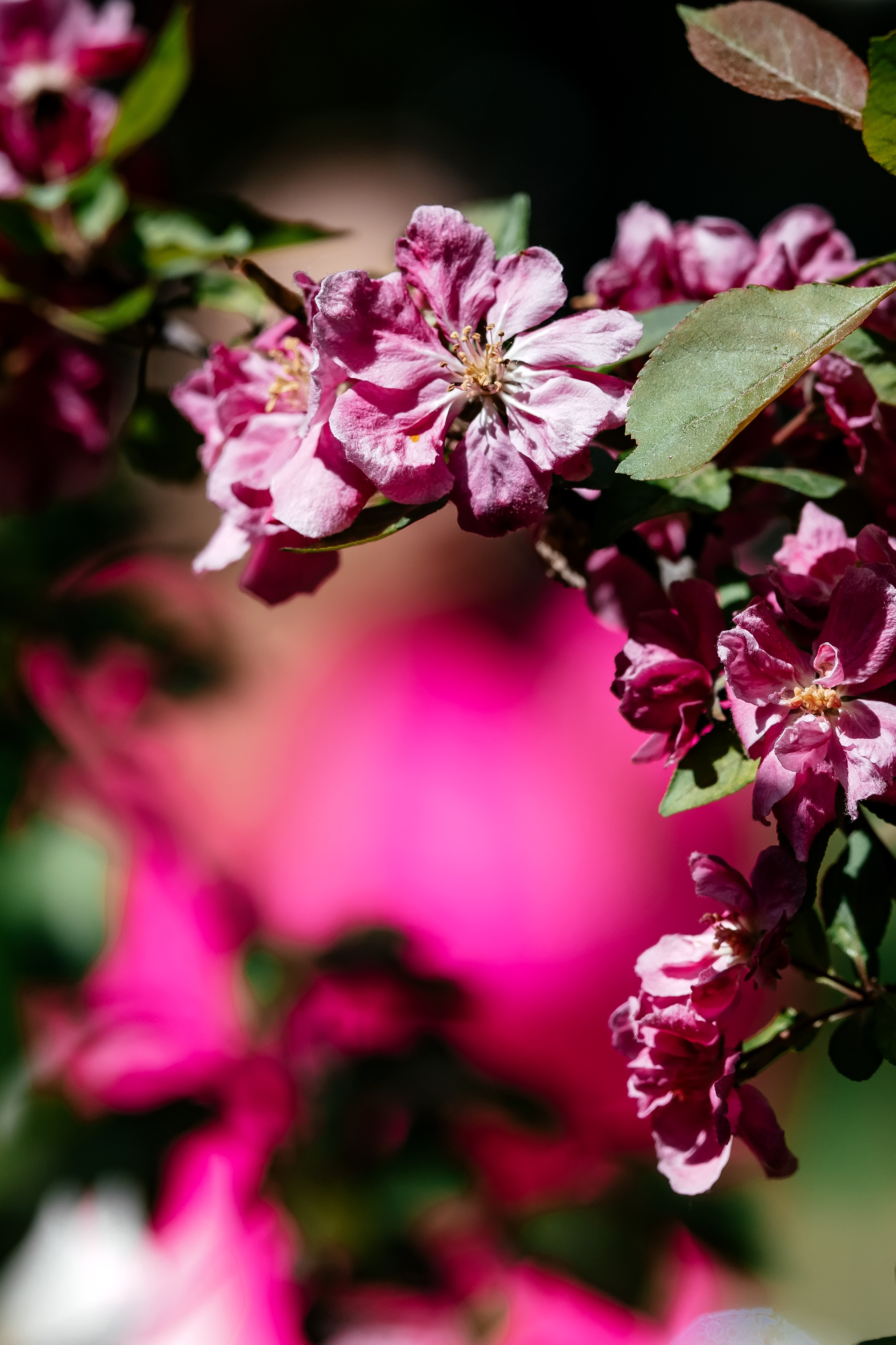 Анастасия, парк Щёлково. Свадебный и семейный фотограф Виктория Носачёва. Щелково, Москва и МО