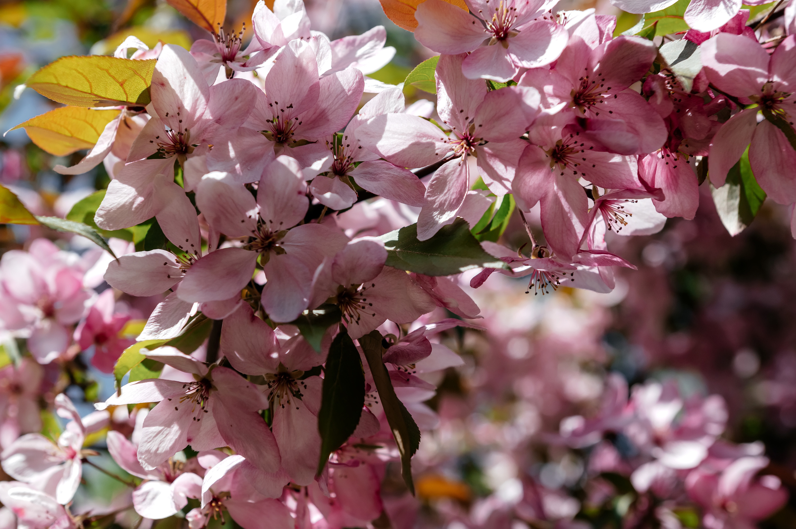 Анастасия, парк Щёлково. Свадебный и семейный фотограф Виктория Носачёва. Щелково, Москва и МО