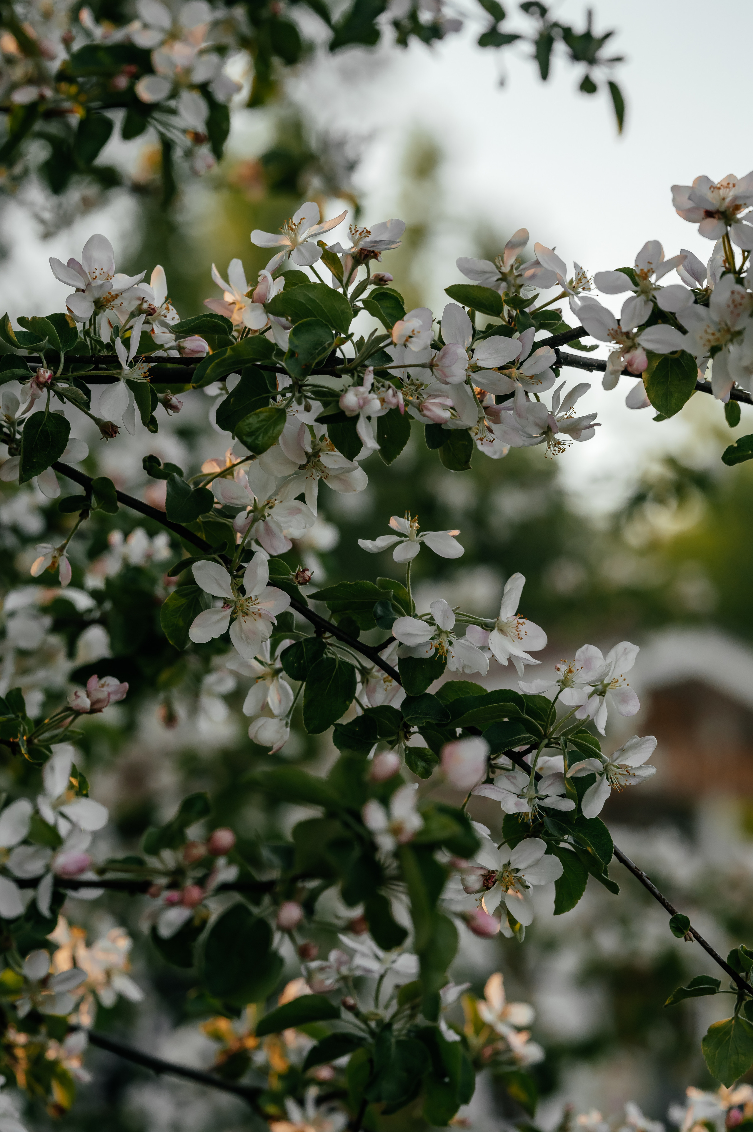 Виолетта, цветение, Усадьба Гребнево. Свадебный и семейный фотограф Виктория Носачёва. Щелково, Москва и МО