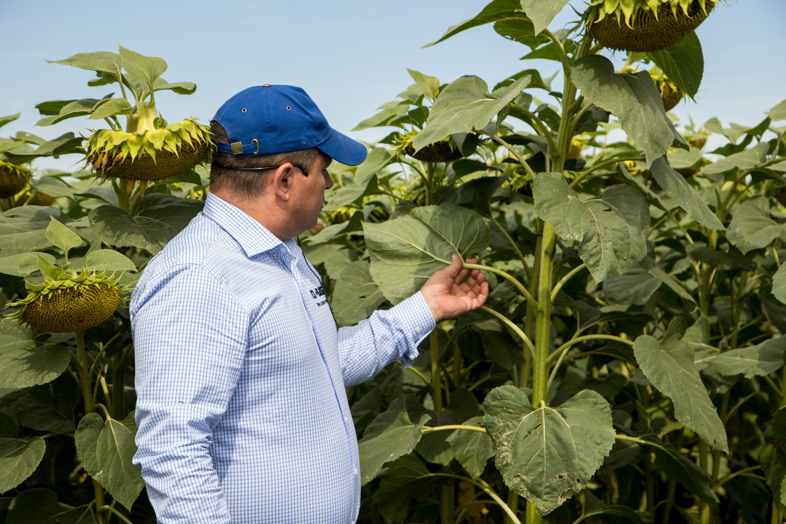 Решения для сельского хозяйства BASF 16.08.2022. Владислав Волков | Фотография и видеосъемка в Воронеже