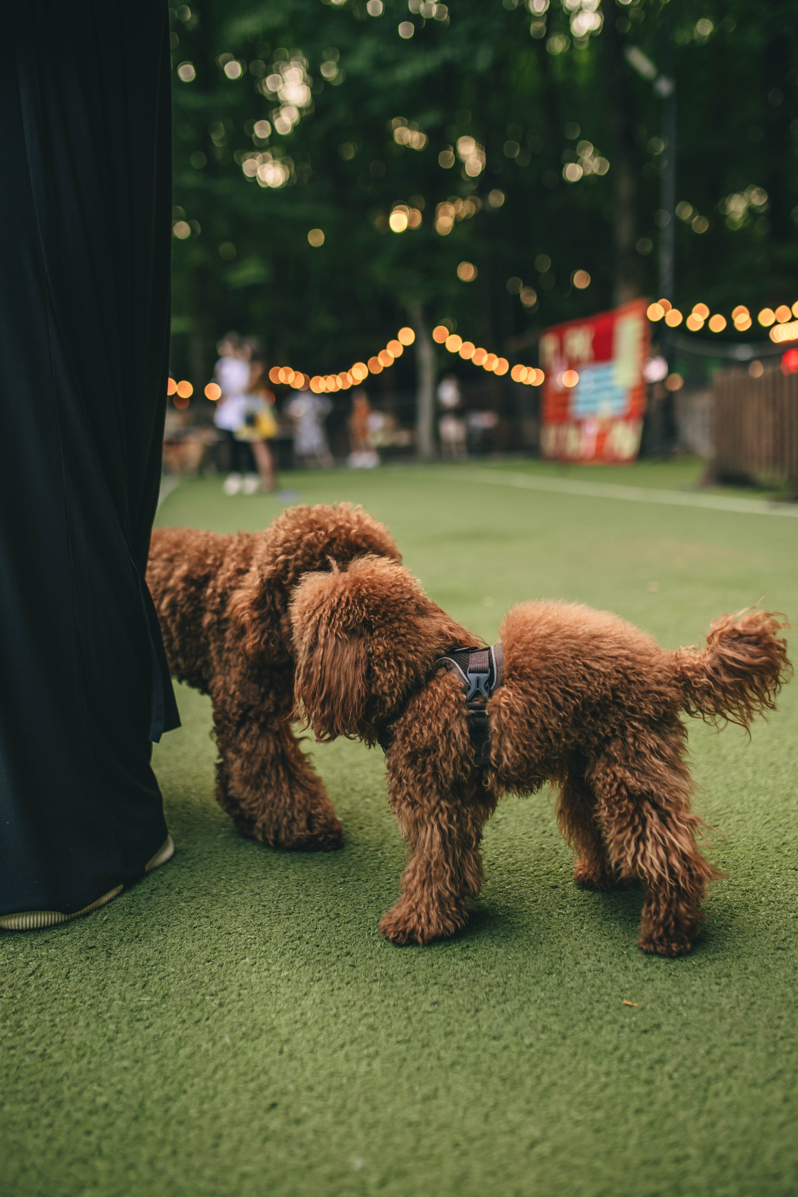 Pet-Party + Live-music |Парк Культуры. Фотограф в Ставрополе Алина Клочкова