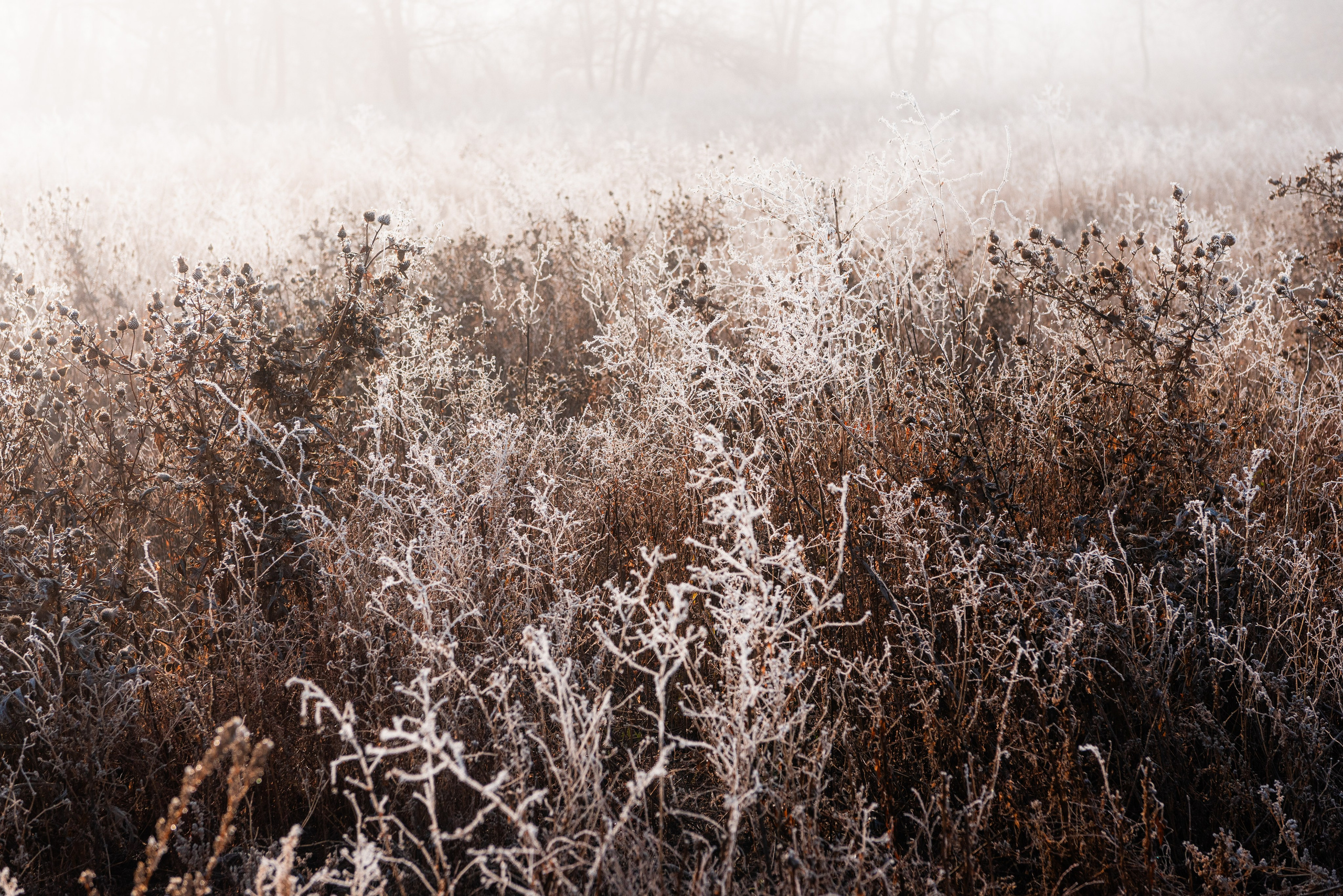 Фотографии утреннего тумана под Волжским. Фотограф в Волгограде и Волжском Александр Горбань