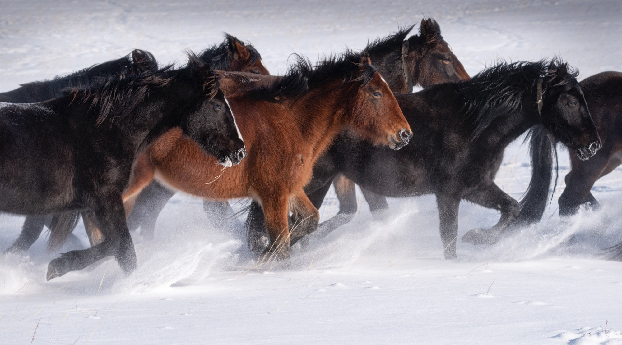 "На зимней пробежке". Онгудайский район, февраль 2022