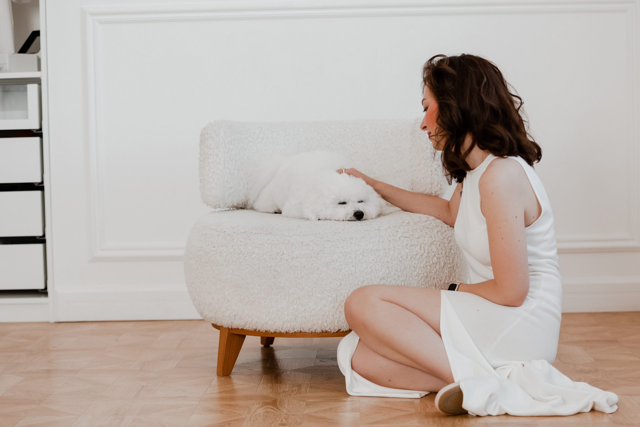 Бишон-фризе. Фотограф-анималист в Краснодаре Маша Мельникова