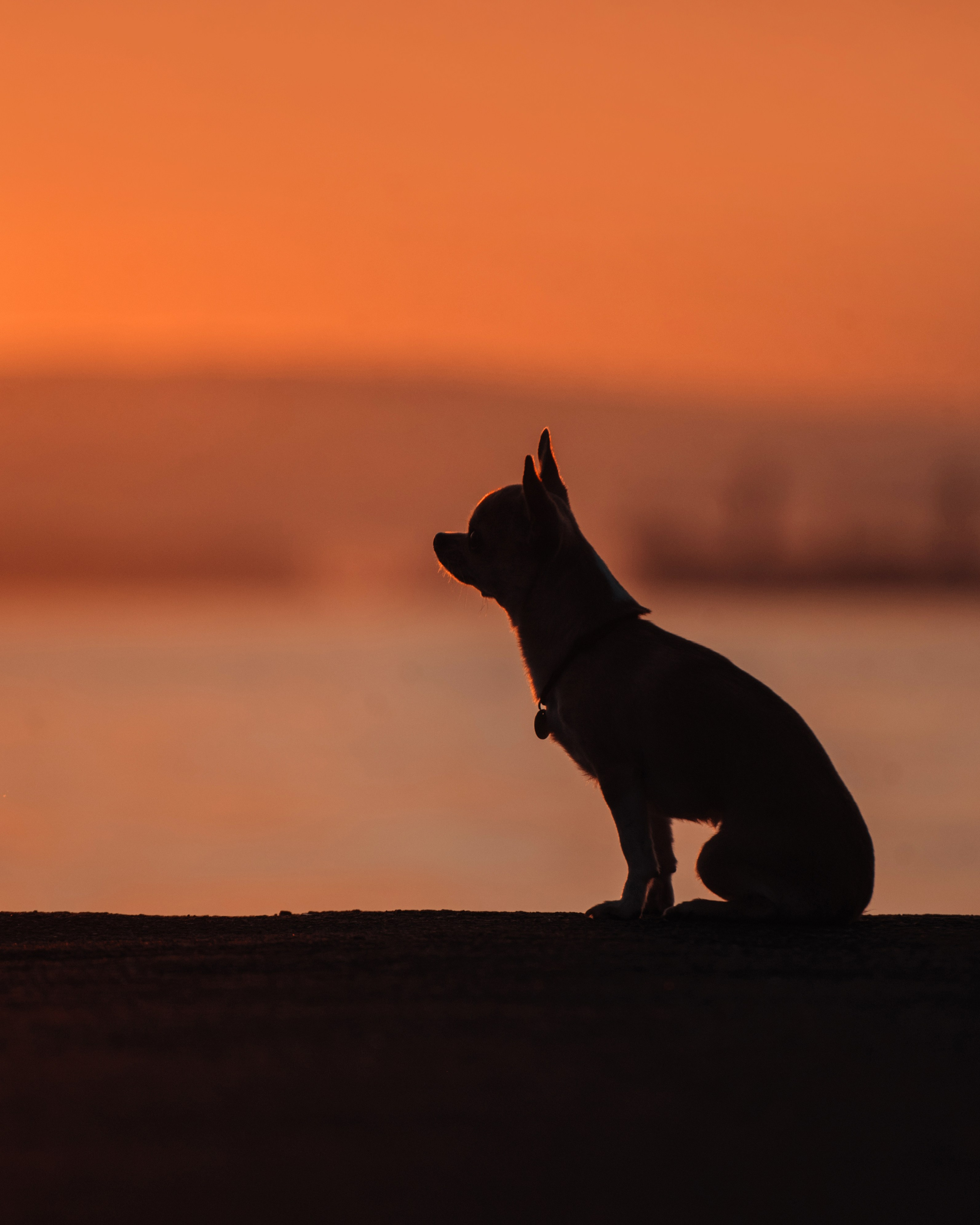 Прогулка: чихуахуа Хенни и Алина во Владивостоке. Портфолио