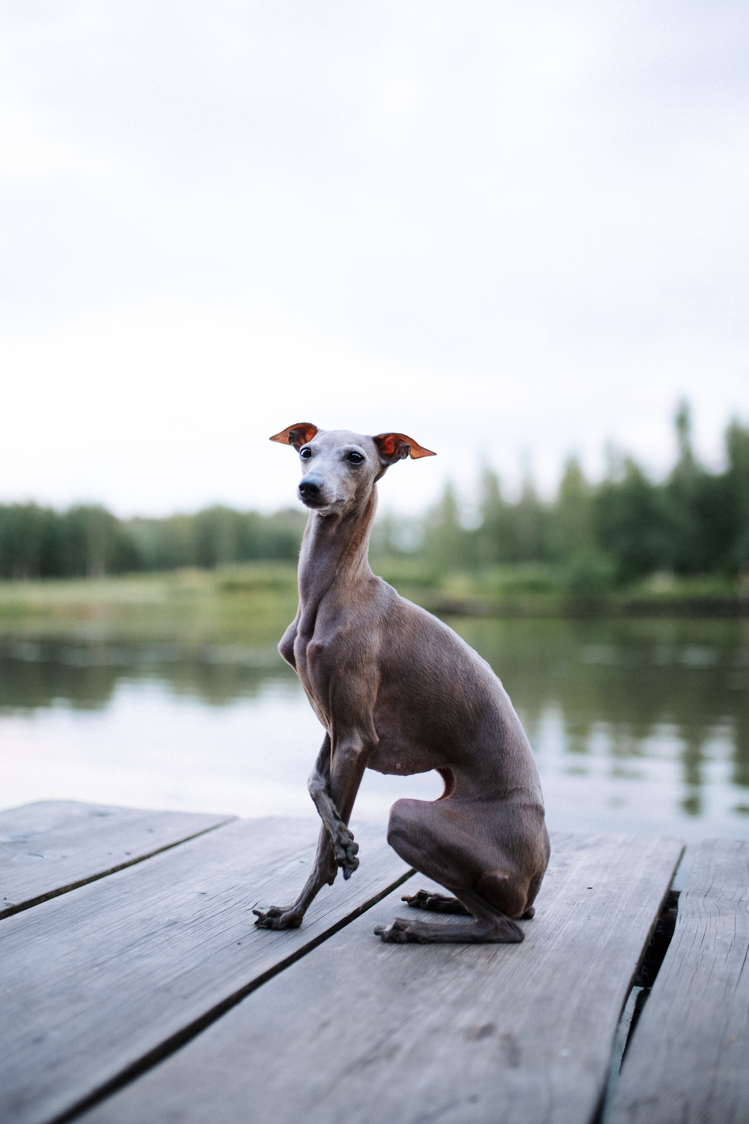 Хвост, смех и лучшие подруги. Фотограф анималист в Москве Ольга Агушева