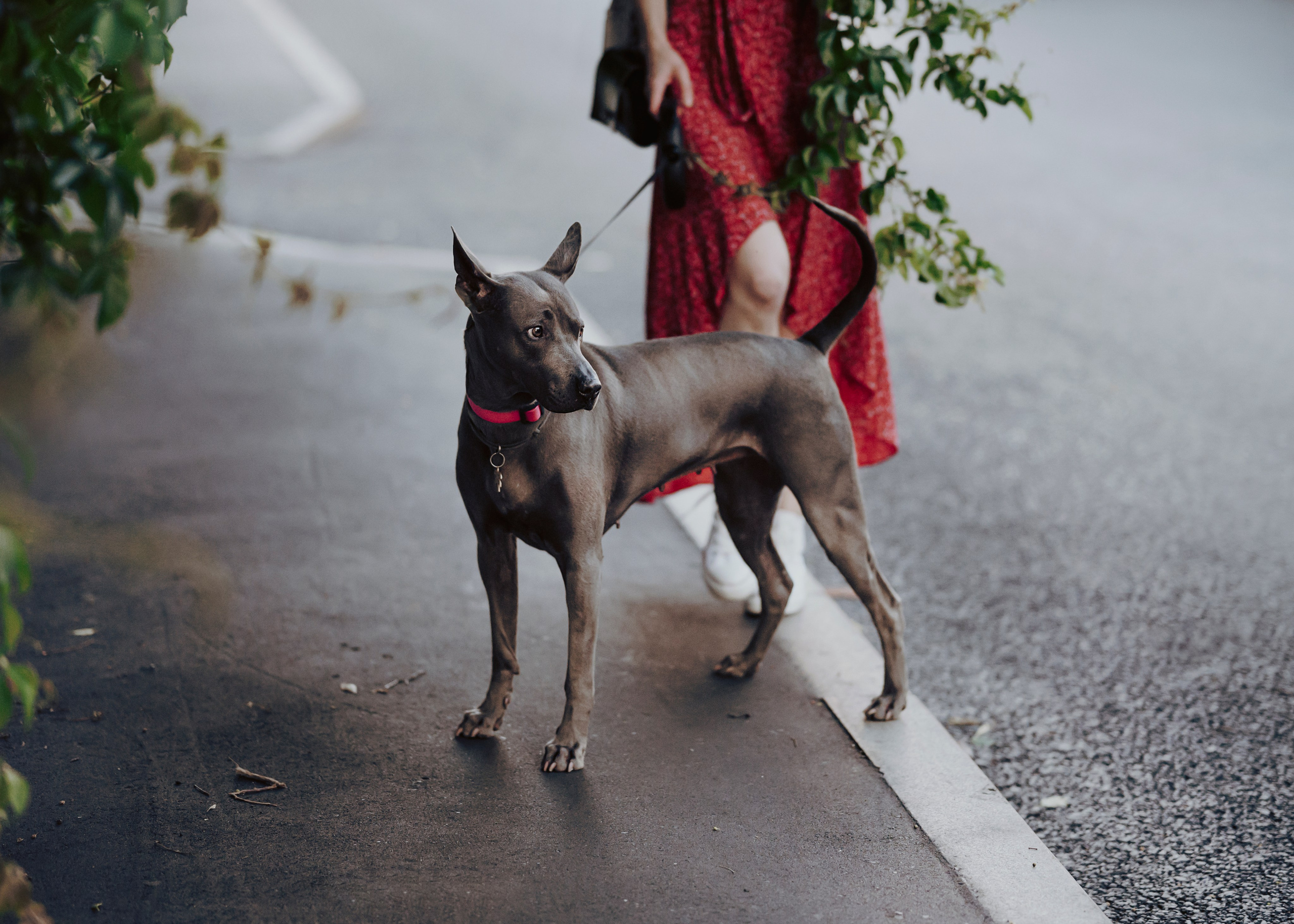 Шарма. Фотограф- анималист Александра Матвеева