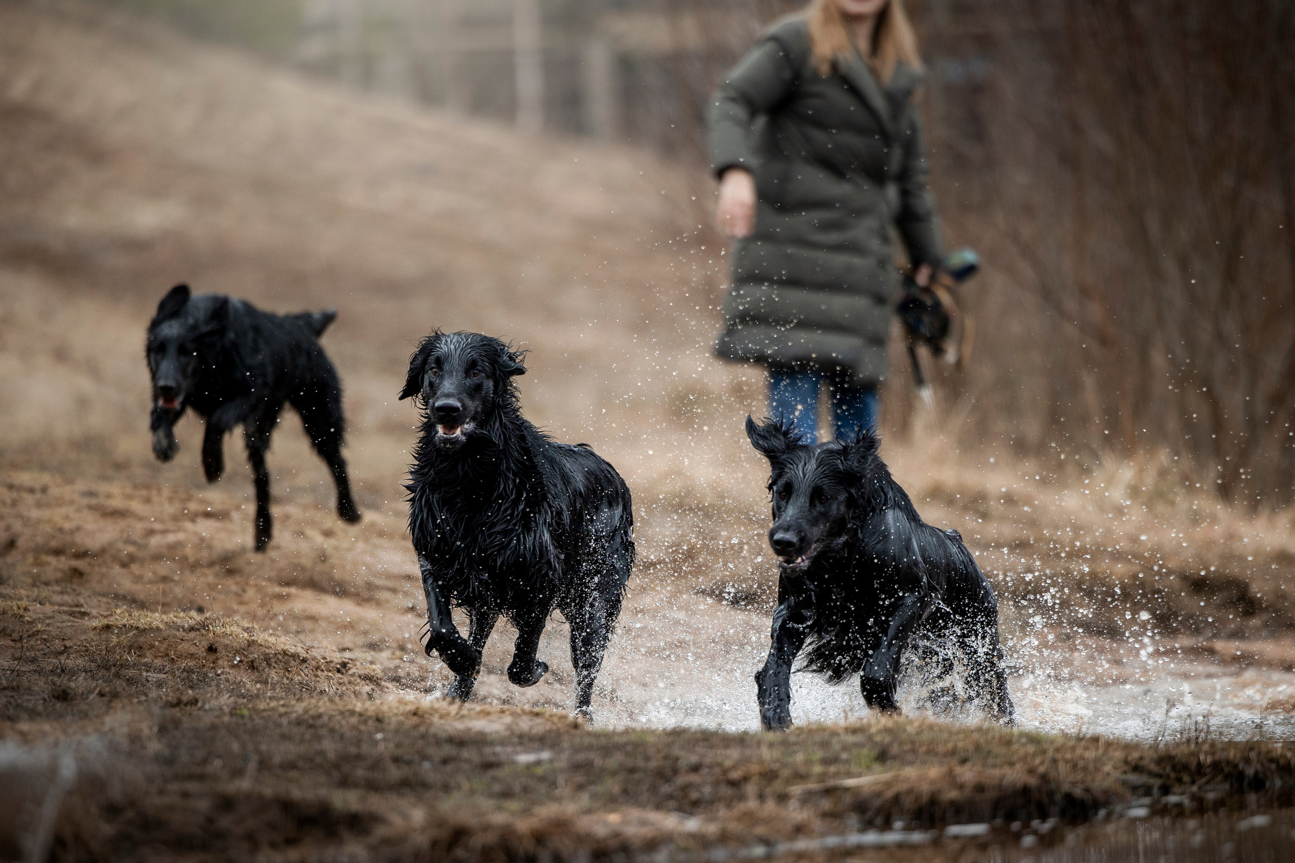 Ора, Ева, Рози и их семья. Фотограф — Анималист | Санкт-Петербург