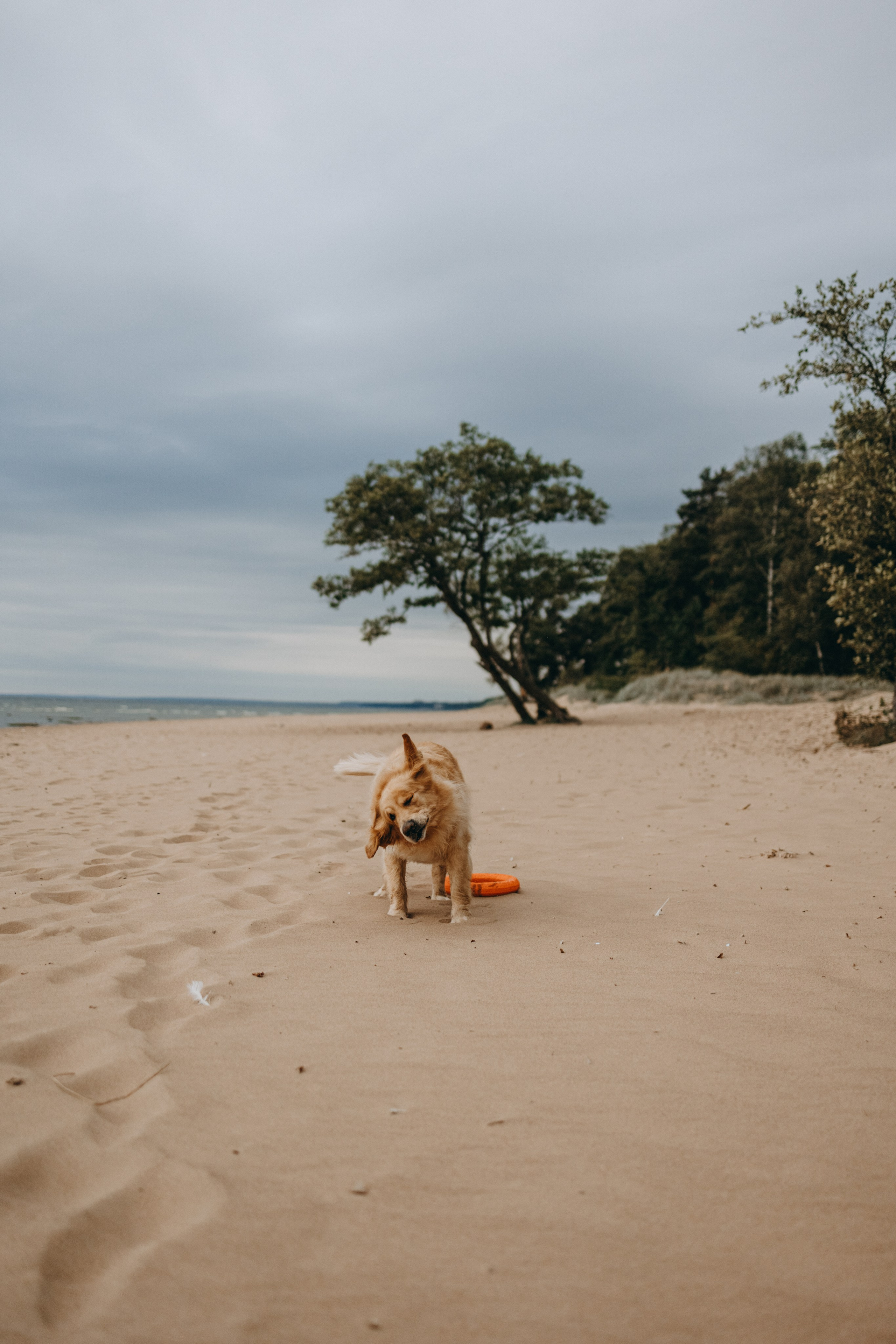 Фоси и его семьи. Фотограф — Анималист | Санкт-Петербург