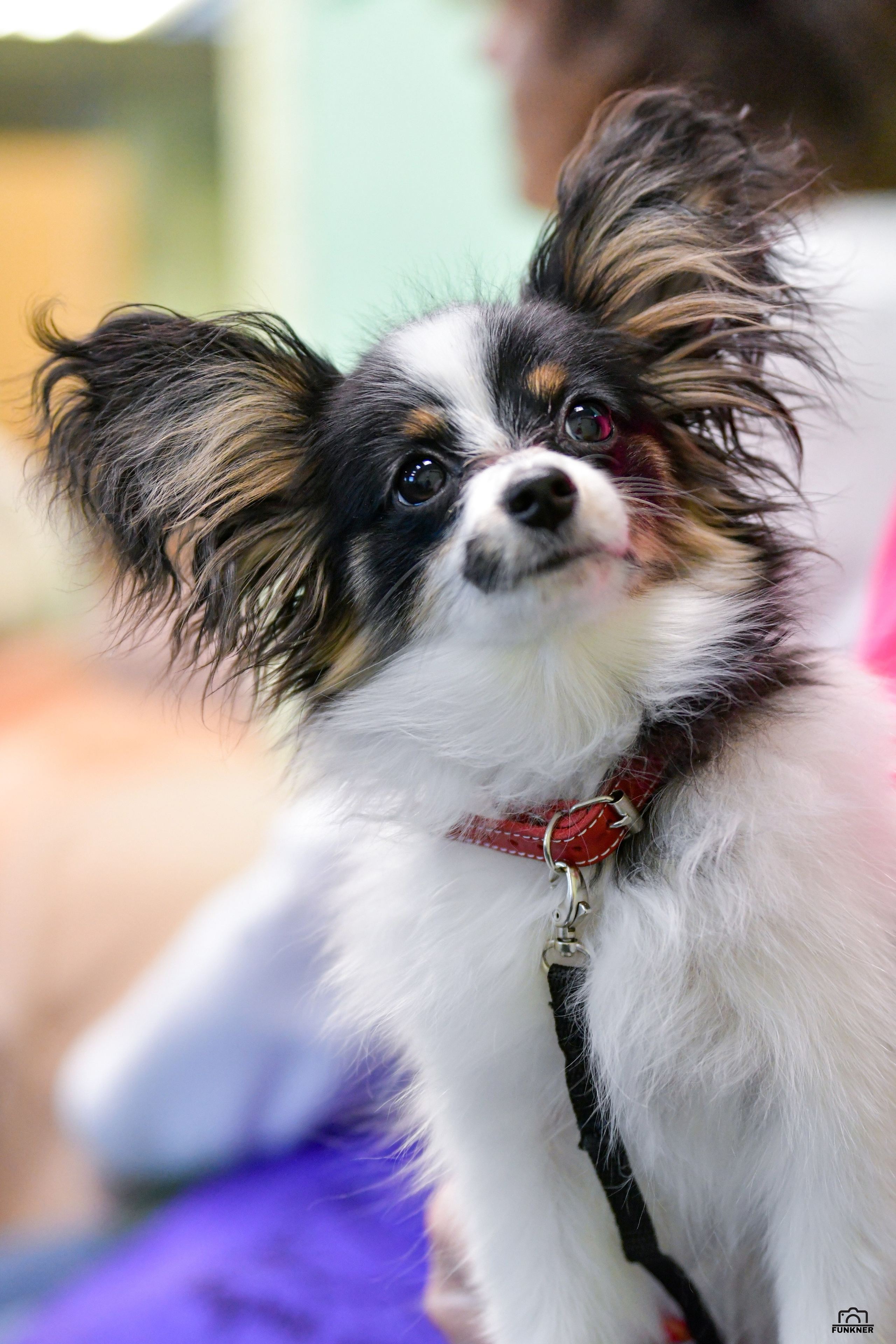 Кинологический клуб «Бодрый хвост». Свой взгляд через объектив