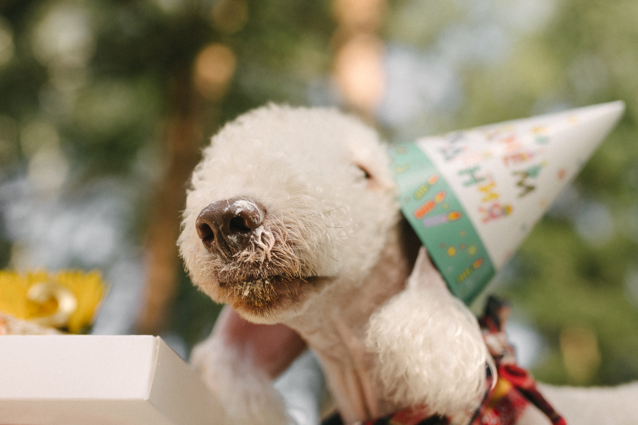 Лиза и Каспер. Фотограф анималист в Москве Ольга Агушева