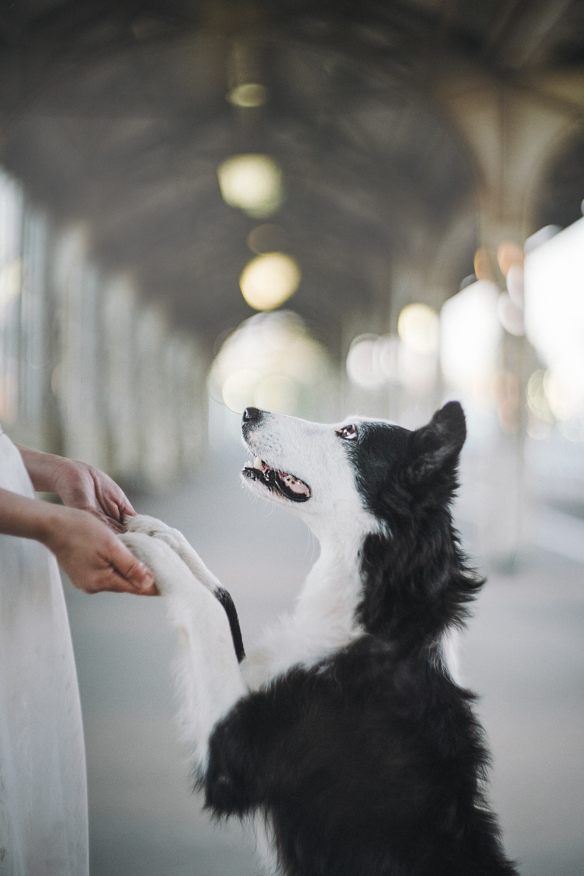 Таня, Марта и Клипса. Фотограф анималист в Москве и Санкт-Петербурге Свиридова Анна