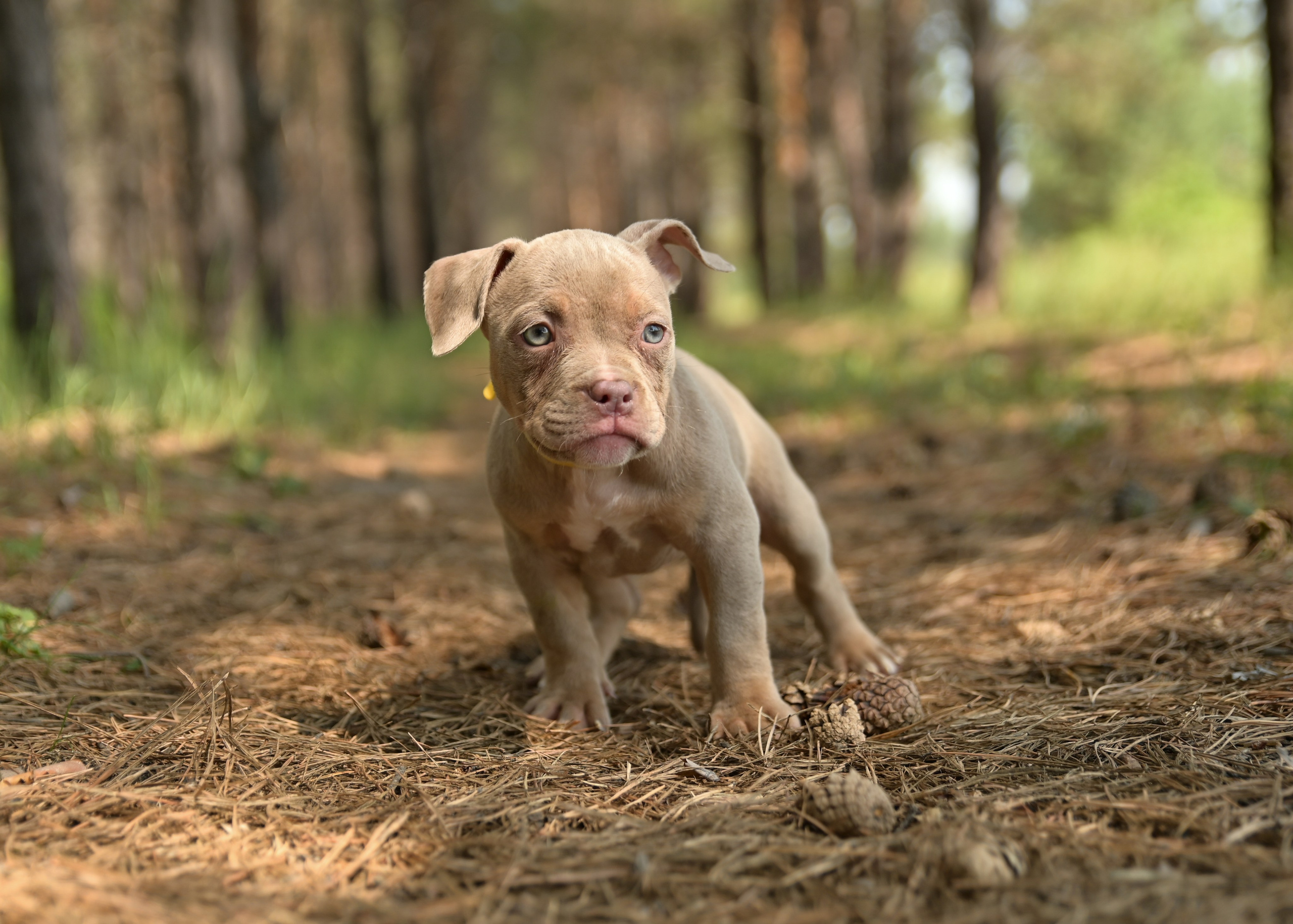 Свободные щенки Американский Булли в Иркутске. Питомник собак Иркутск