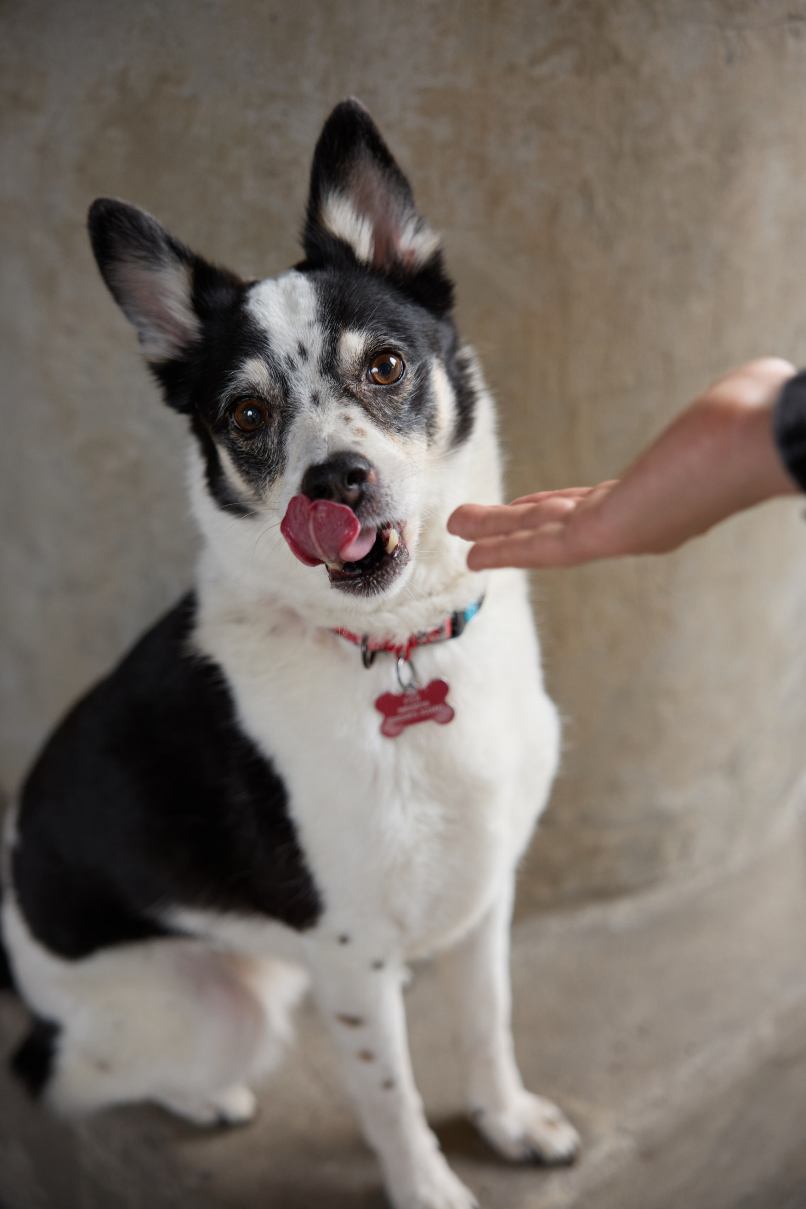 Диана и Рея. Фотограф анималист в Казани Алина Сулейманова. Фотограф животных