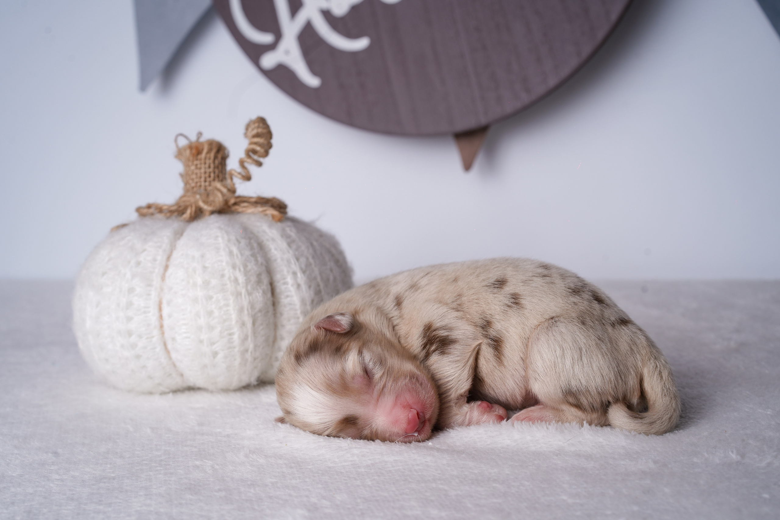 Щенули аусси. Фотограф-анималист в Санкт-Петербурге Яна Мартынова