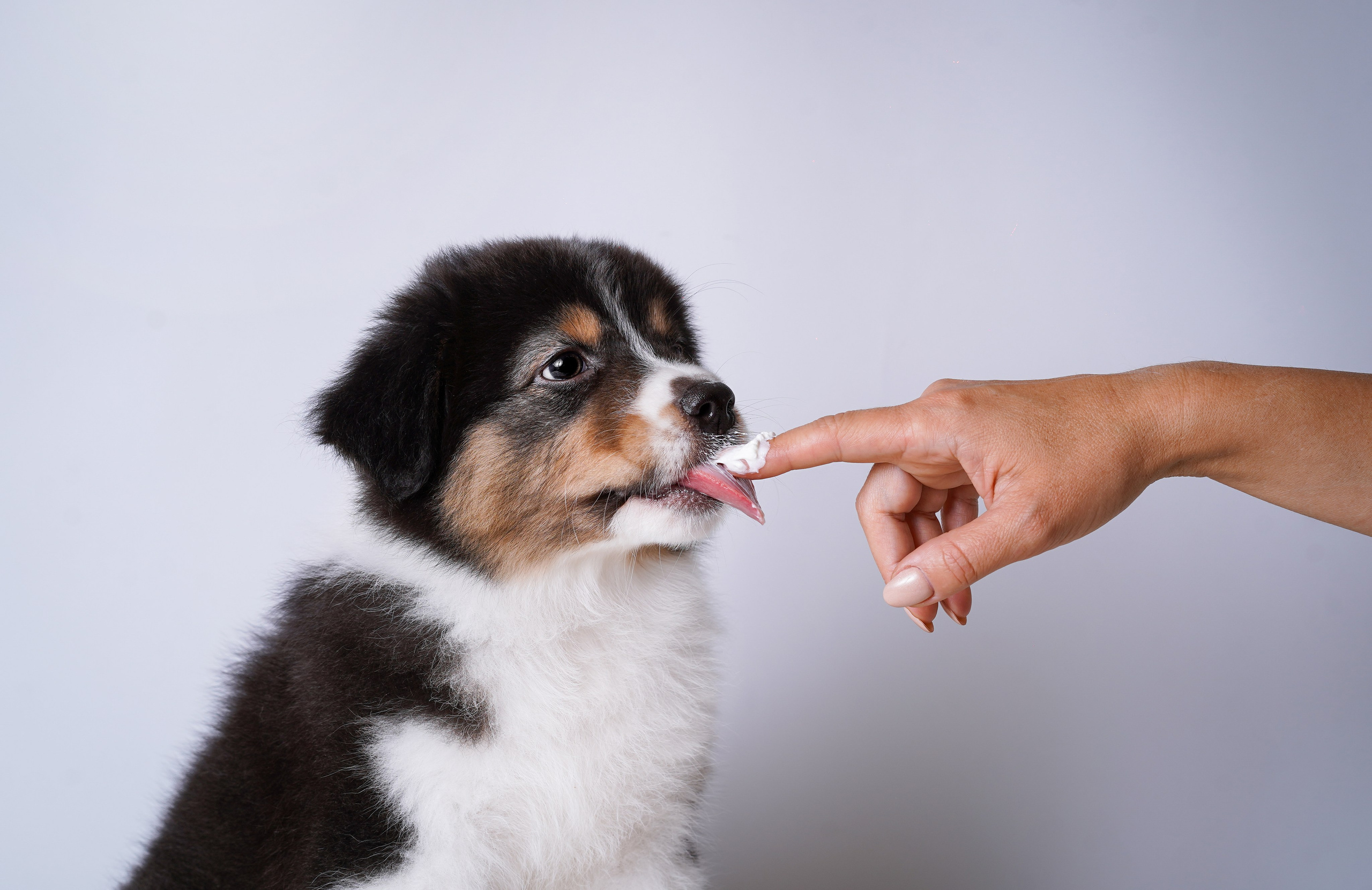 Щенки аусси. Фотограф-анималист в Санкт-Петербурге Яна Мартынова