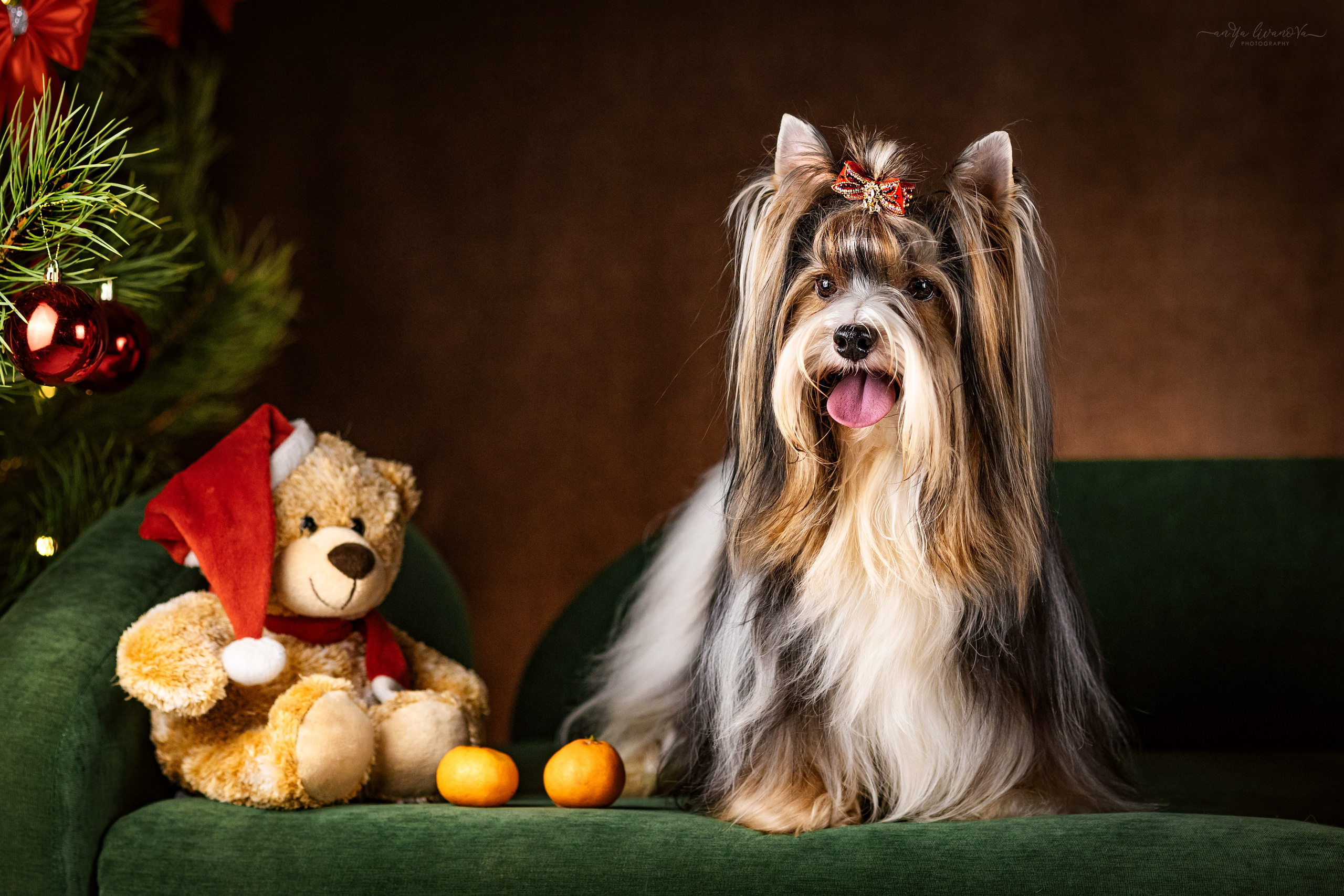 Новогодняя атмосфера в «Simply the Best». Фотограф анималист Аня Ливанова | Рыбинск
