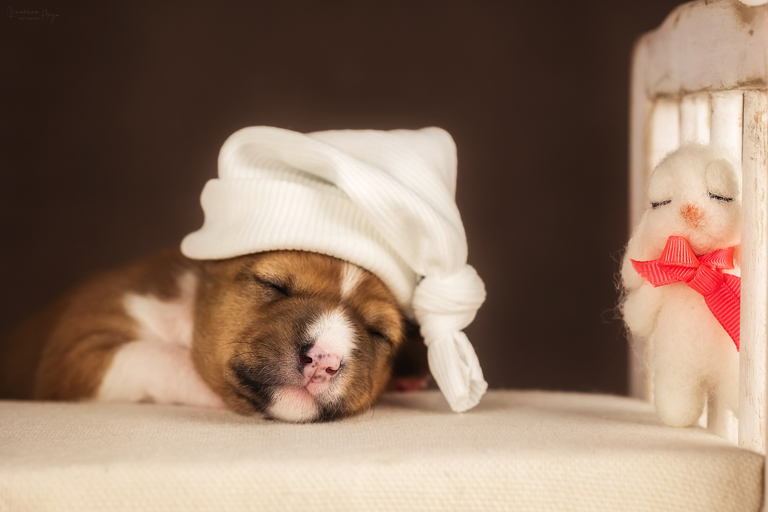 Басеньки. Фотограф анималист Аня Ливанова | Рыбинск