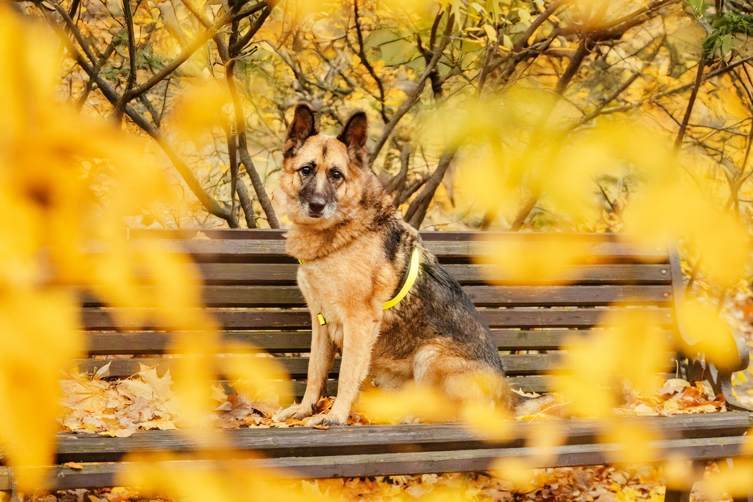 Собаки из приюта Дубовая роща осень 2025. Фотограф-анималист Татьяна Степанова