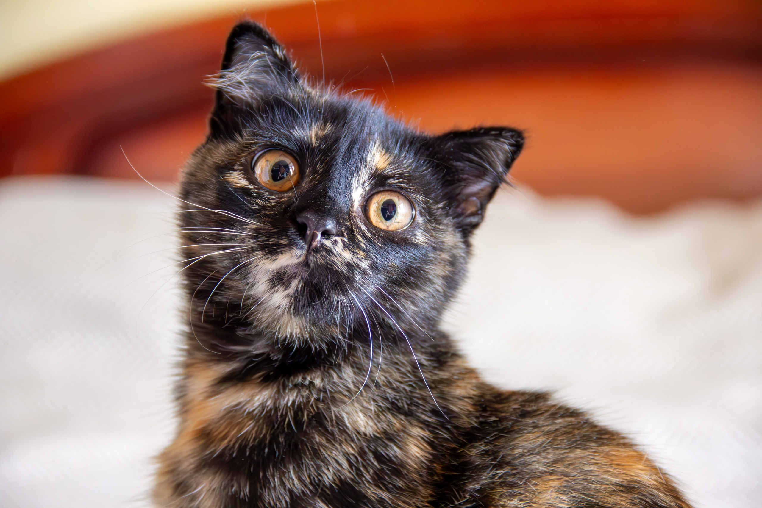 Котёнок Соня. Фотозаметки Лины Юговой | фотограф-анималист