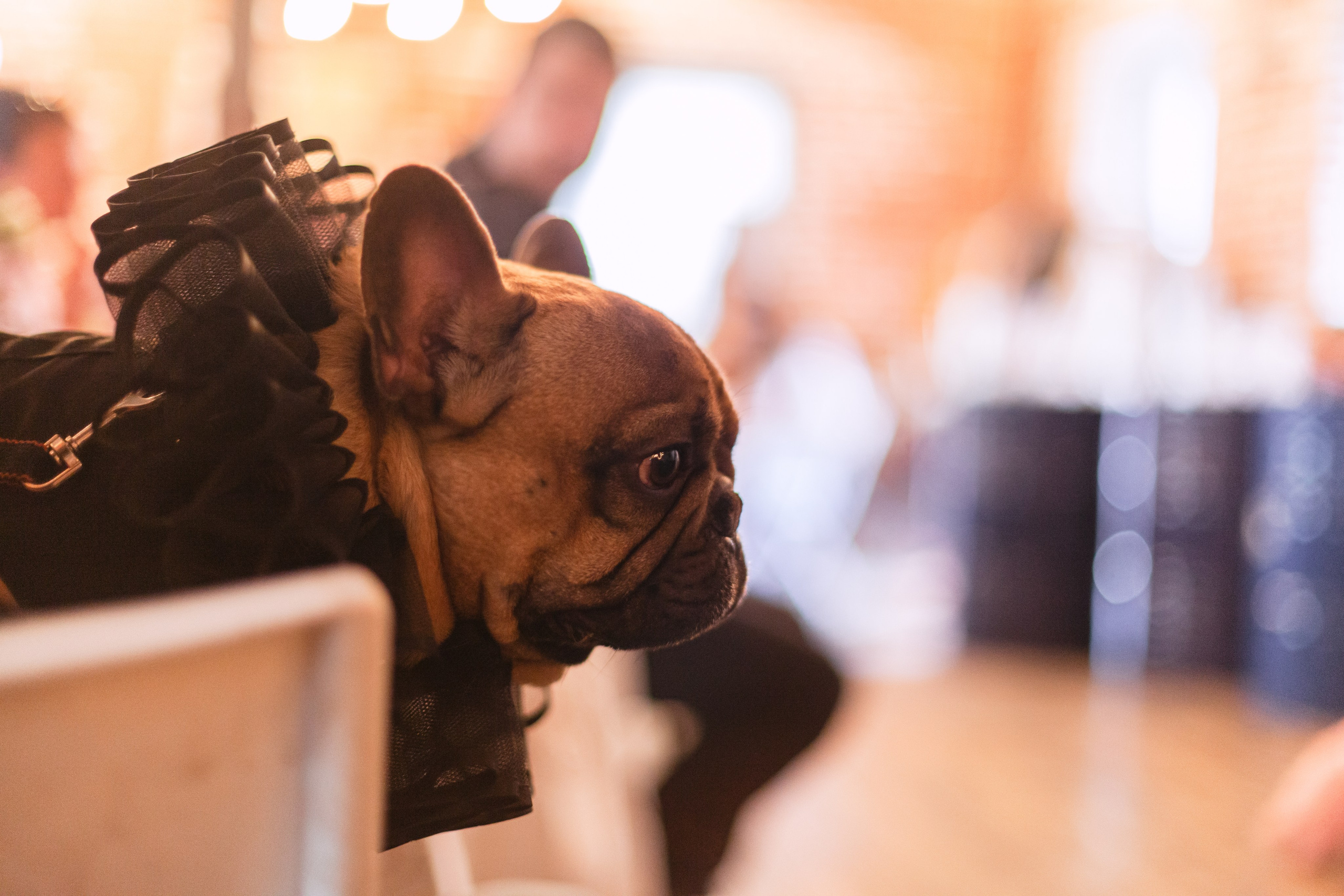 Бульбалл 23.04.2023. Фотограф-анималист Татьяна Степанова