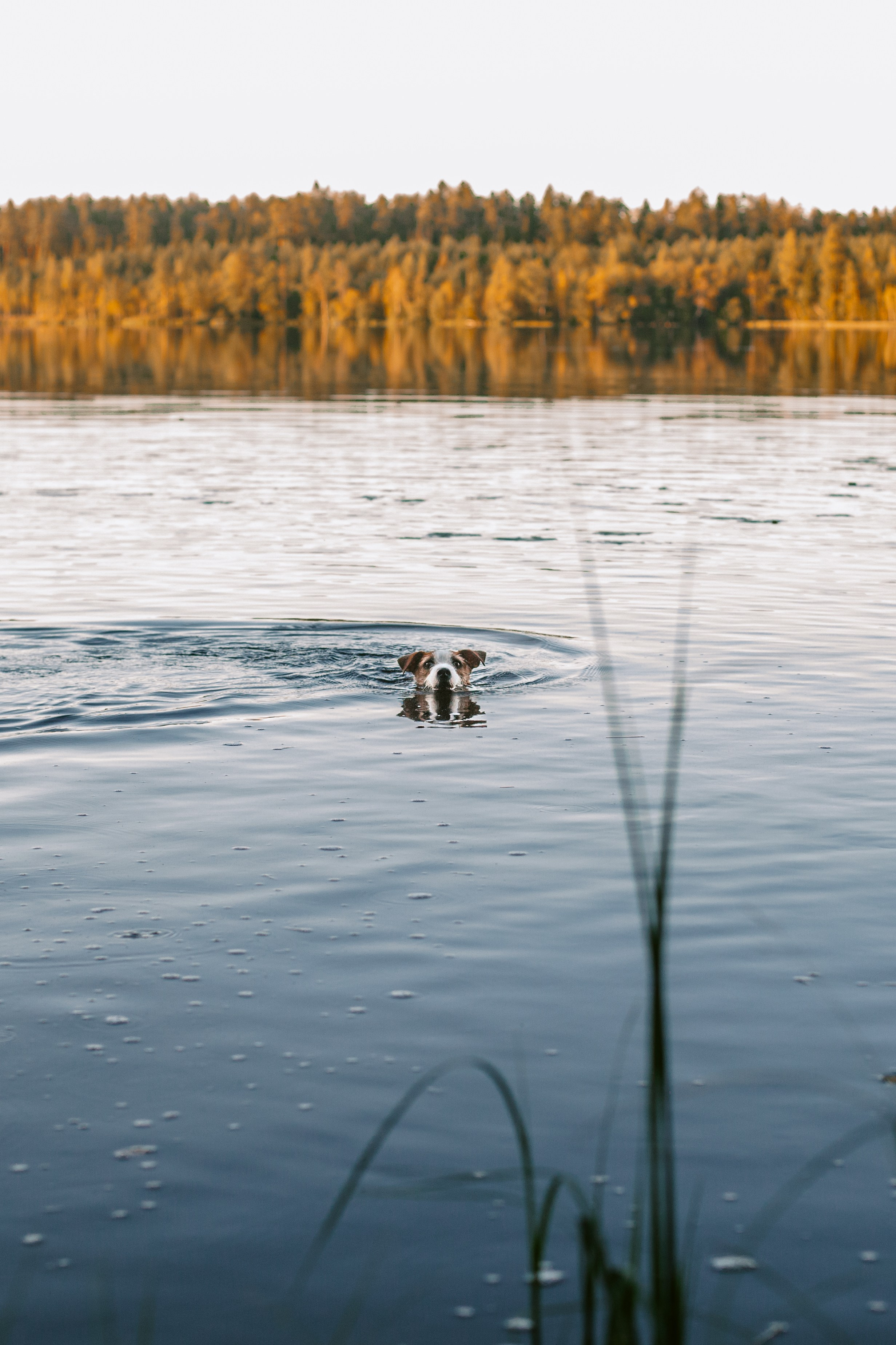 Фотопрогулка в Ленобласти. Фотограф-анималист Татьяна Степанова