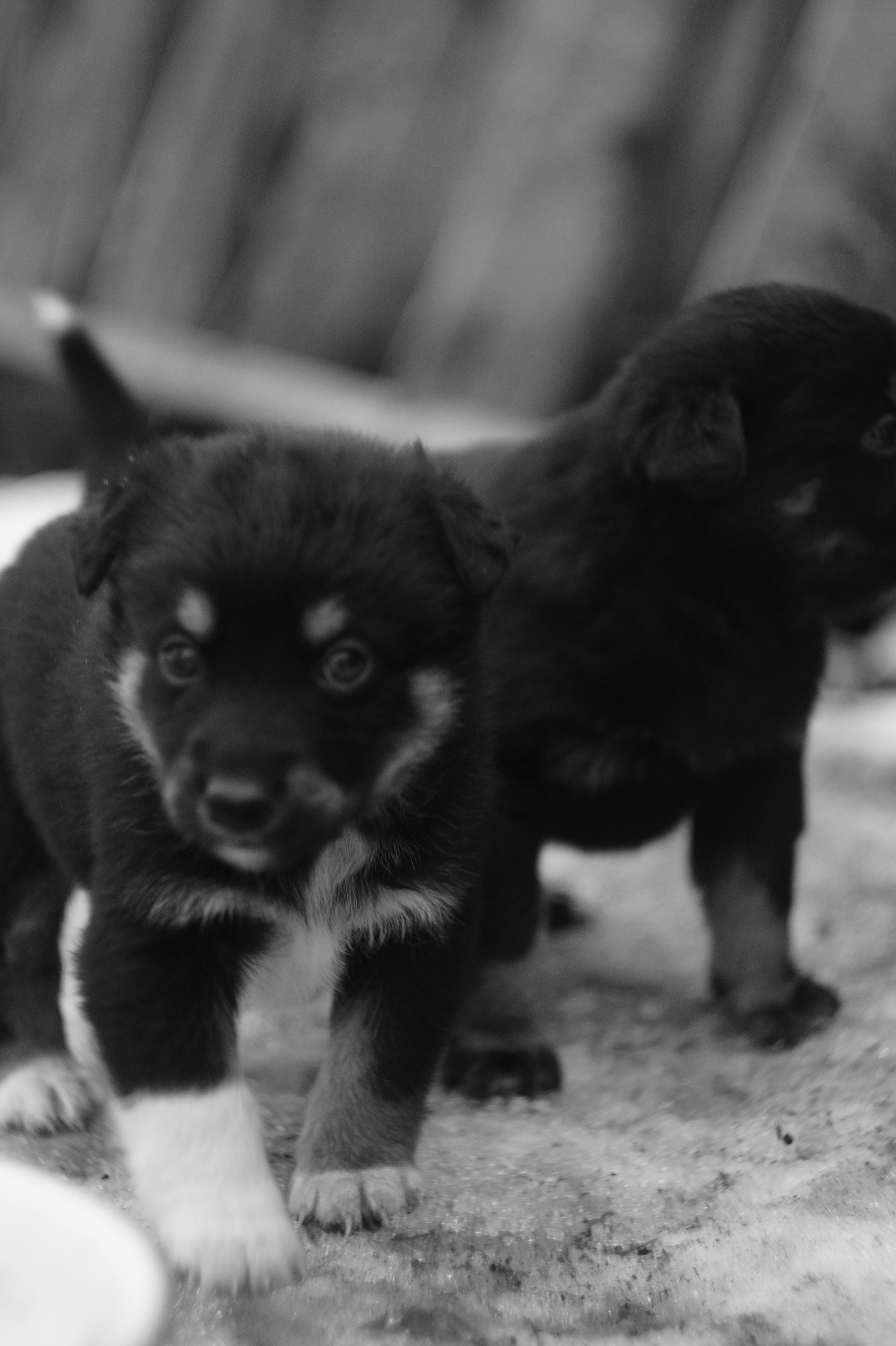 Dogs. Профессиональный фотограф