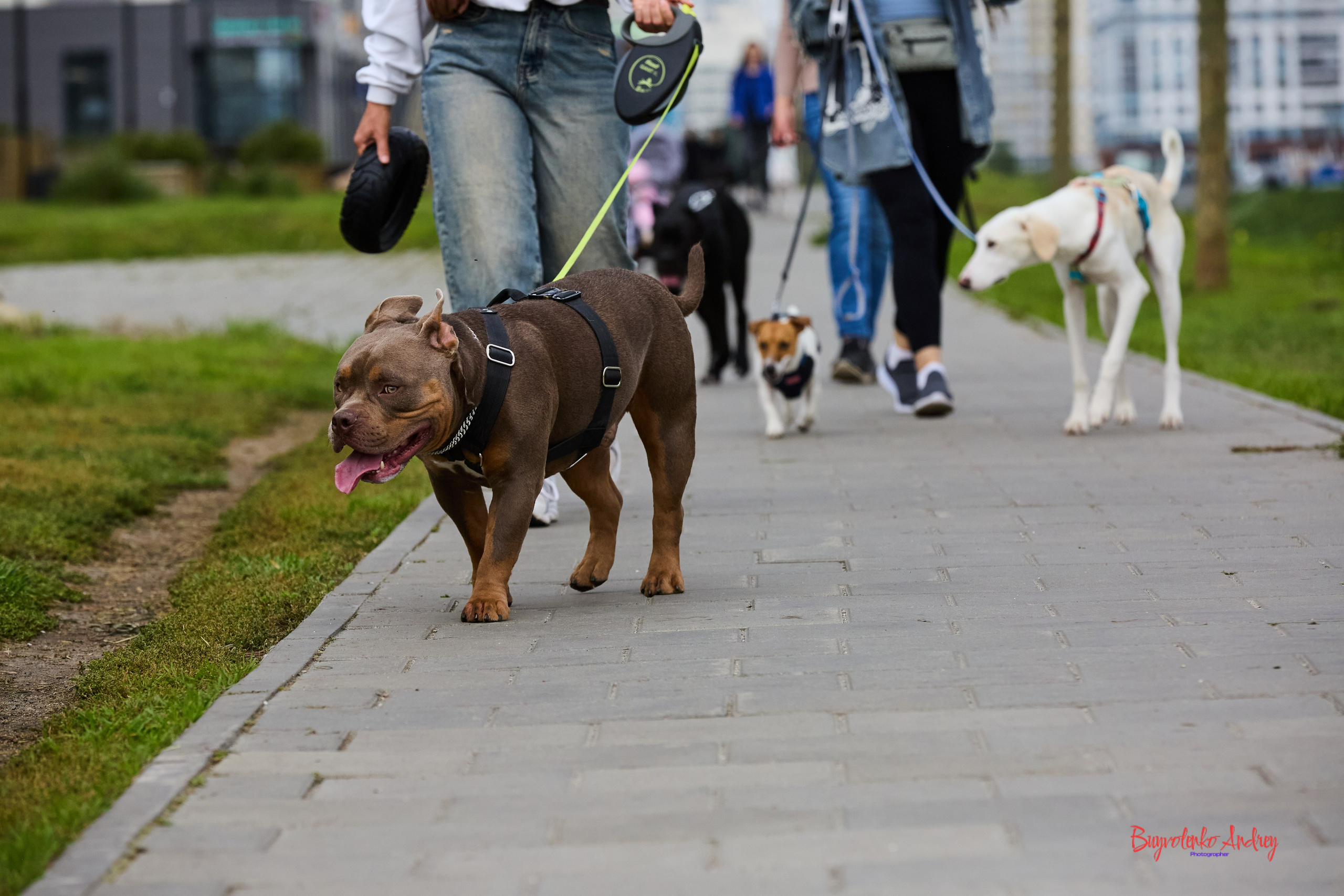 Проект фотопрогулка с хвостиком. Buyvolenko Andrey