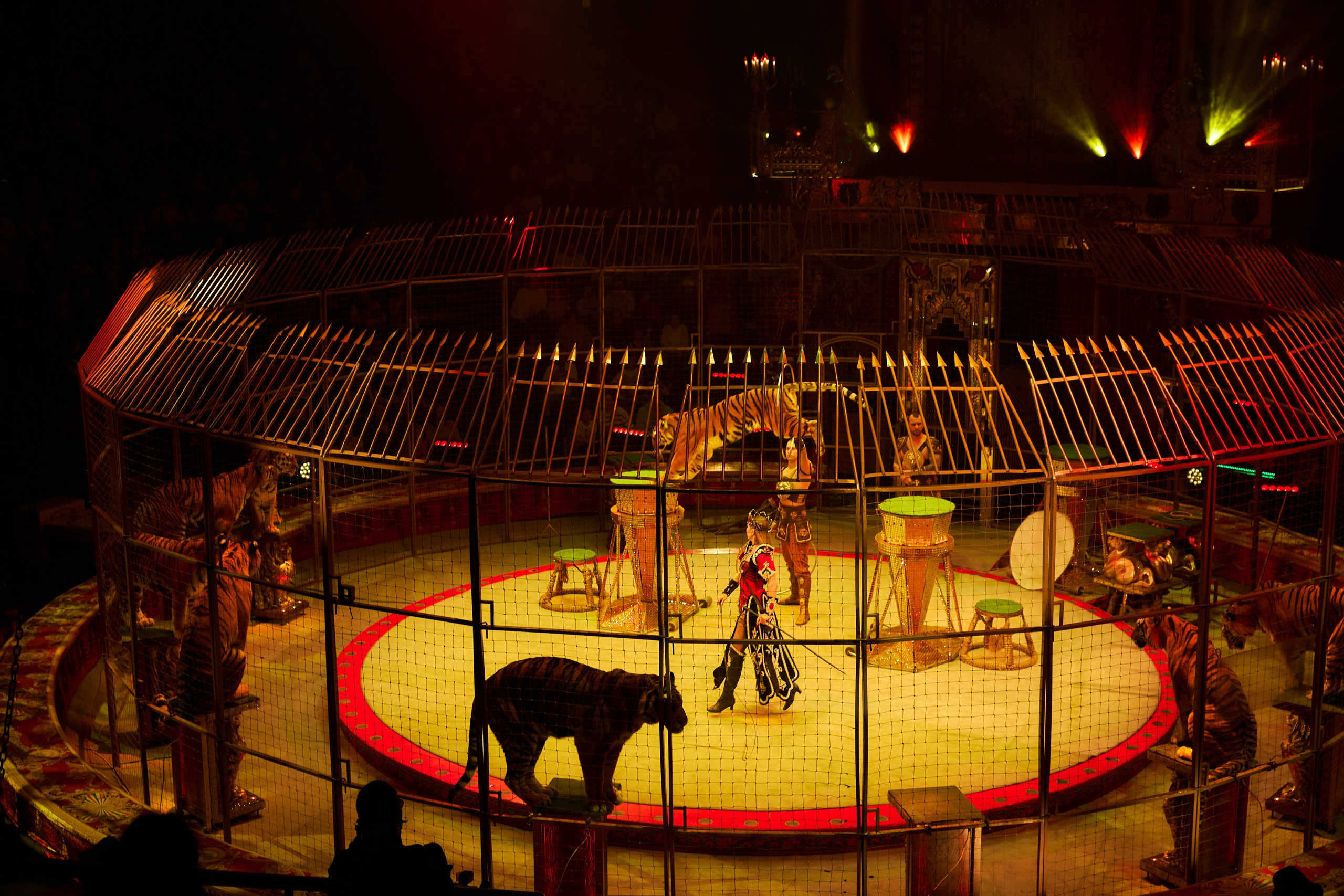 Королевский цирк Гии Эрадзе. Свадебный и семейный фотограф