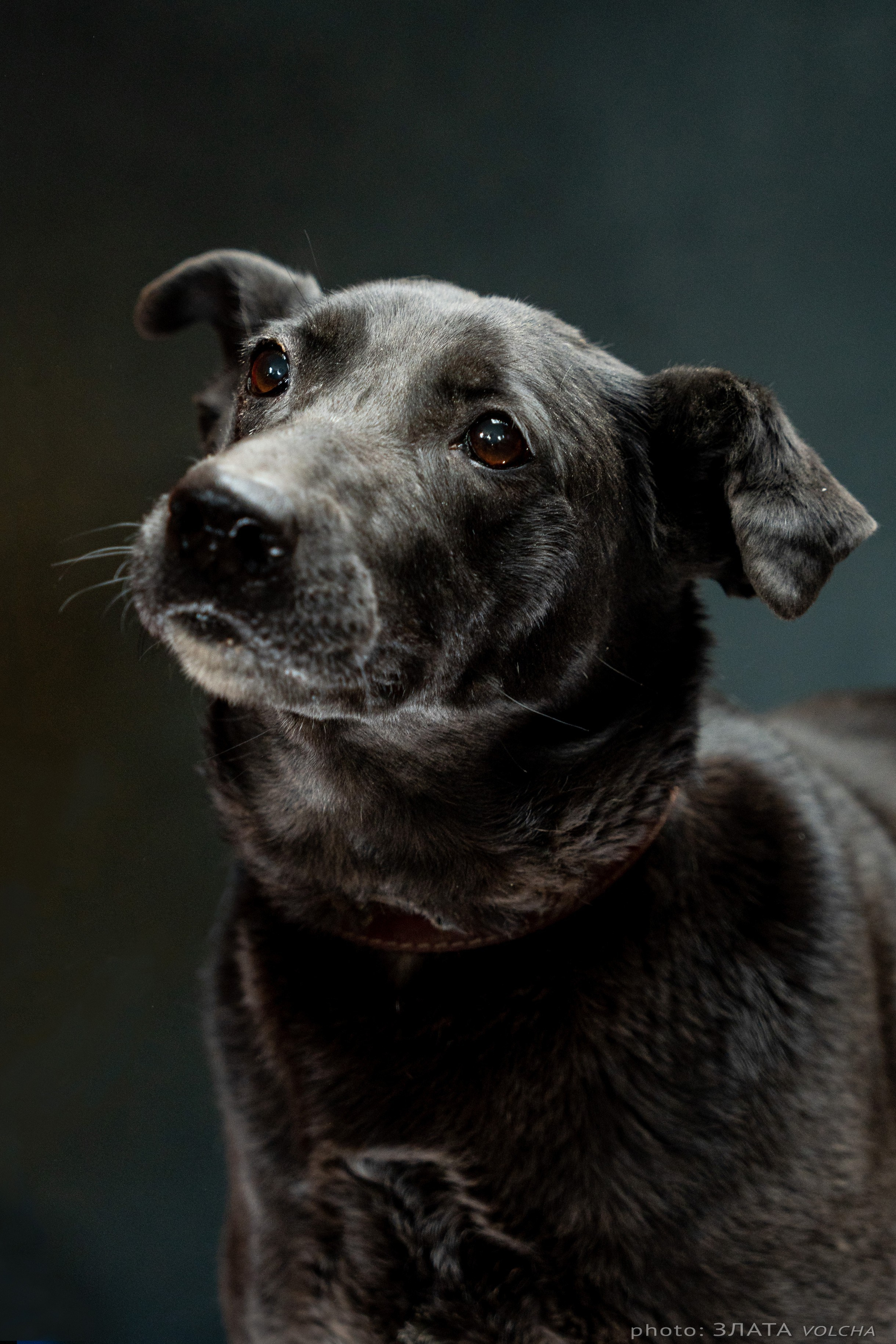 Собаки в студии. Фото, видео, монтаж