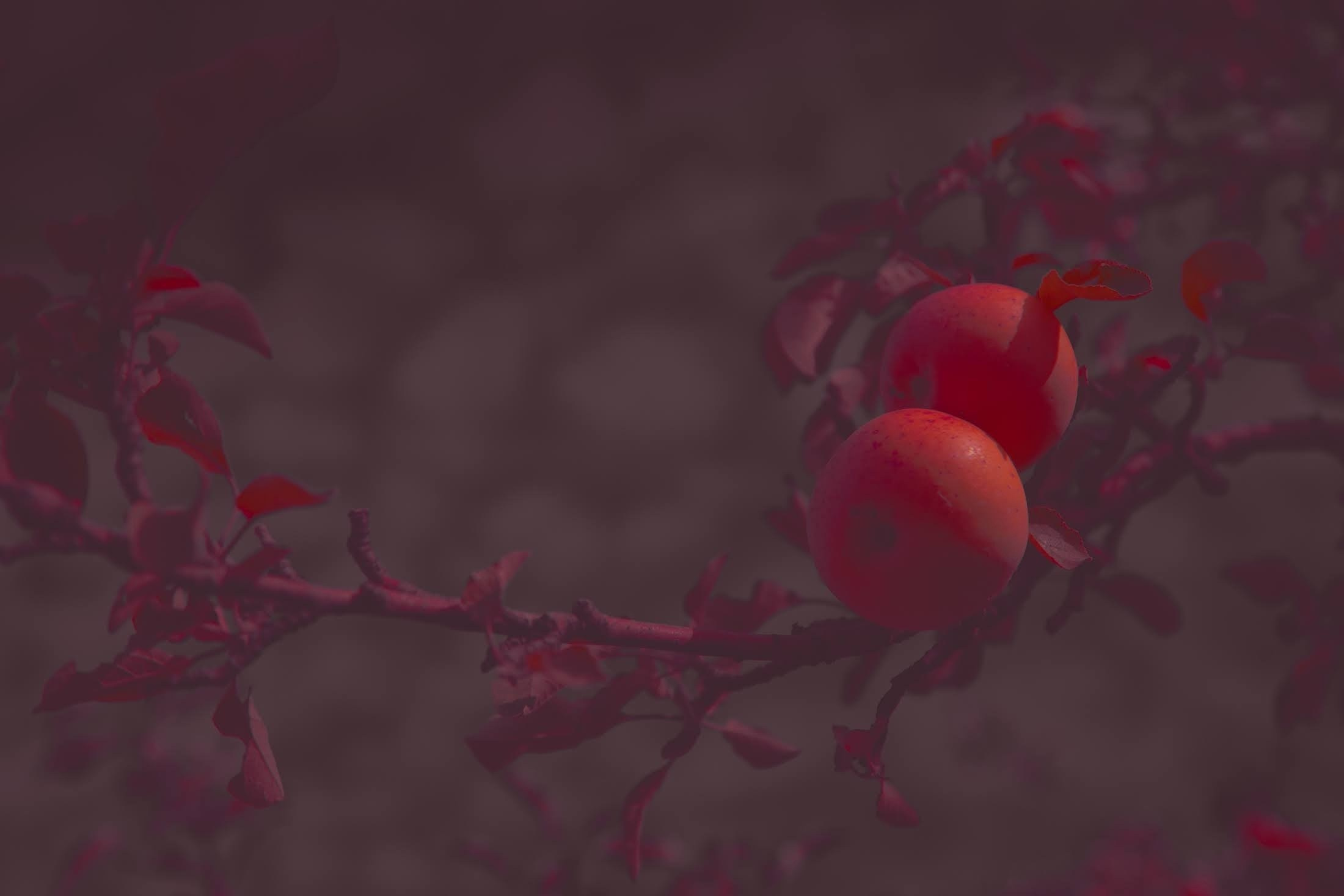 Яблоко. Катерина Малама арт-фотограф