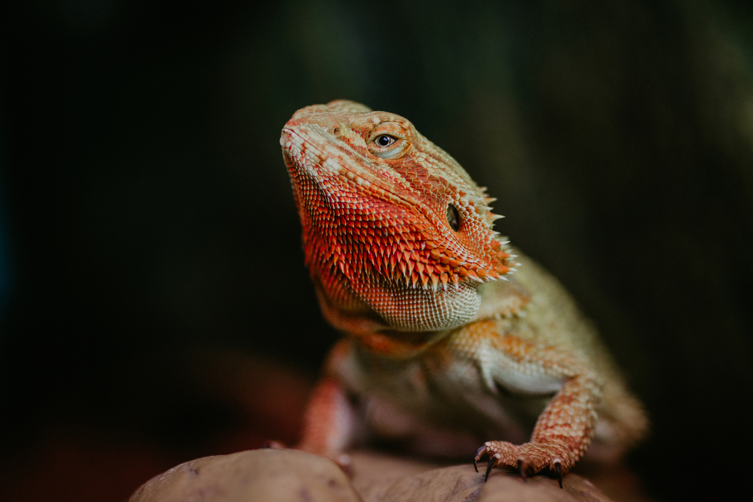 #Агама_Агата. Coach & photographer Anna Sushkova | Valencia, Spain