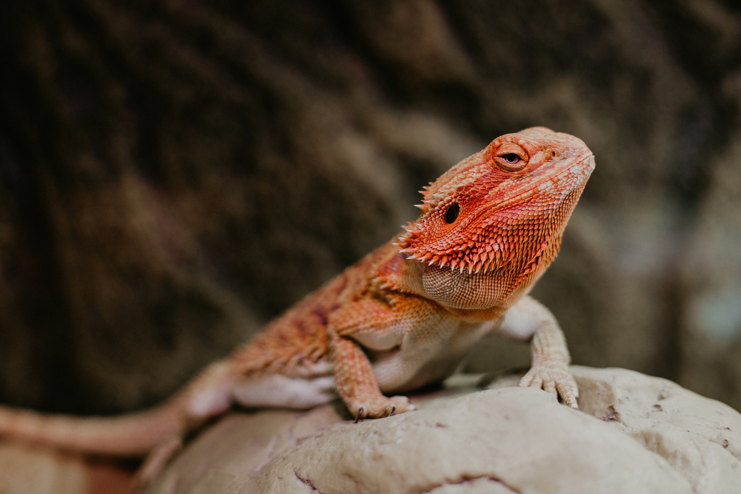 #Агама_Агата. Coach & photographer Anna Sushkova | Valencia, Spain
