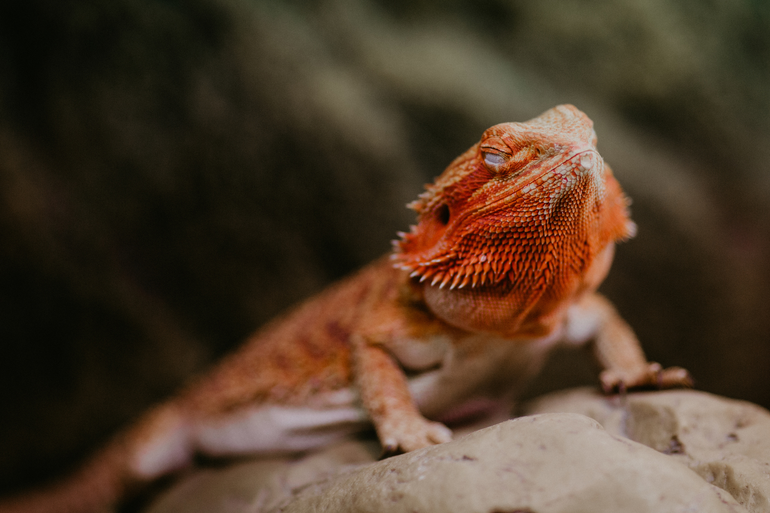 #Агама_Агата. Coach & photographer Anna Sushkova | Valencia, Spain
